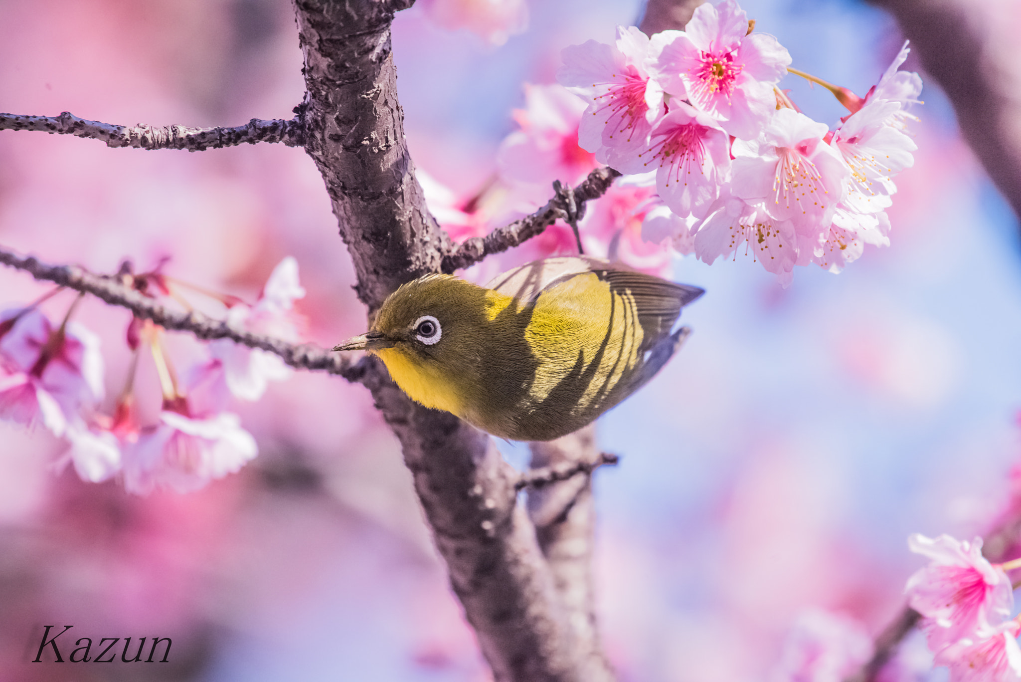Nikon Nikkor AF-S 300mm F4E PF ED VR sample photo. Unbalanced photography