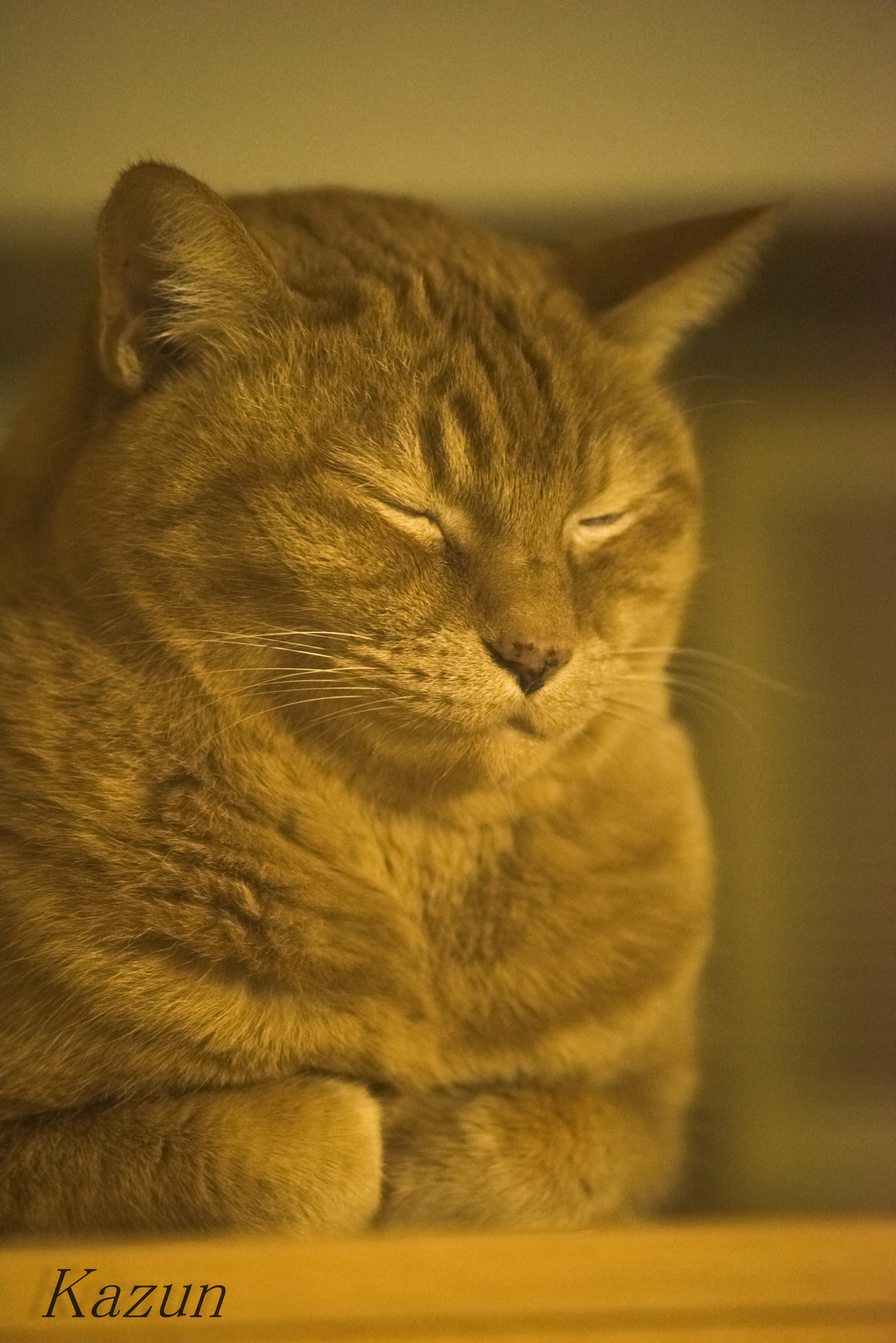 Nikon Nikkor AF-S 300mm F4E PF ED VR sample photo. Dignity photography