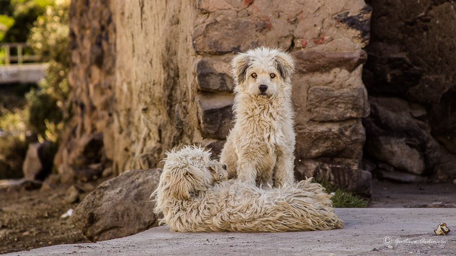 Canon EF 28-135mm F3.5-5.6 IS USM sample photo. Dog photography