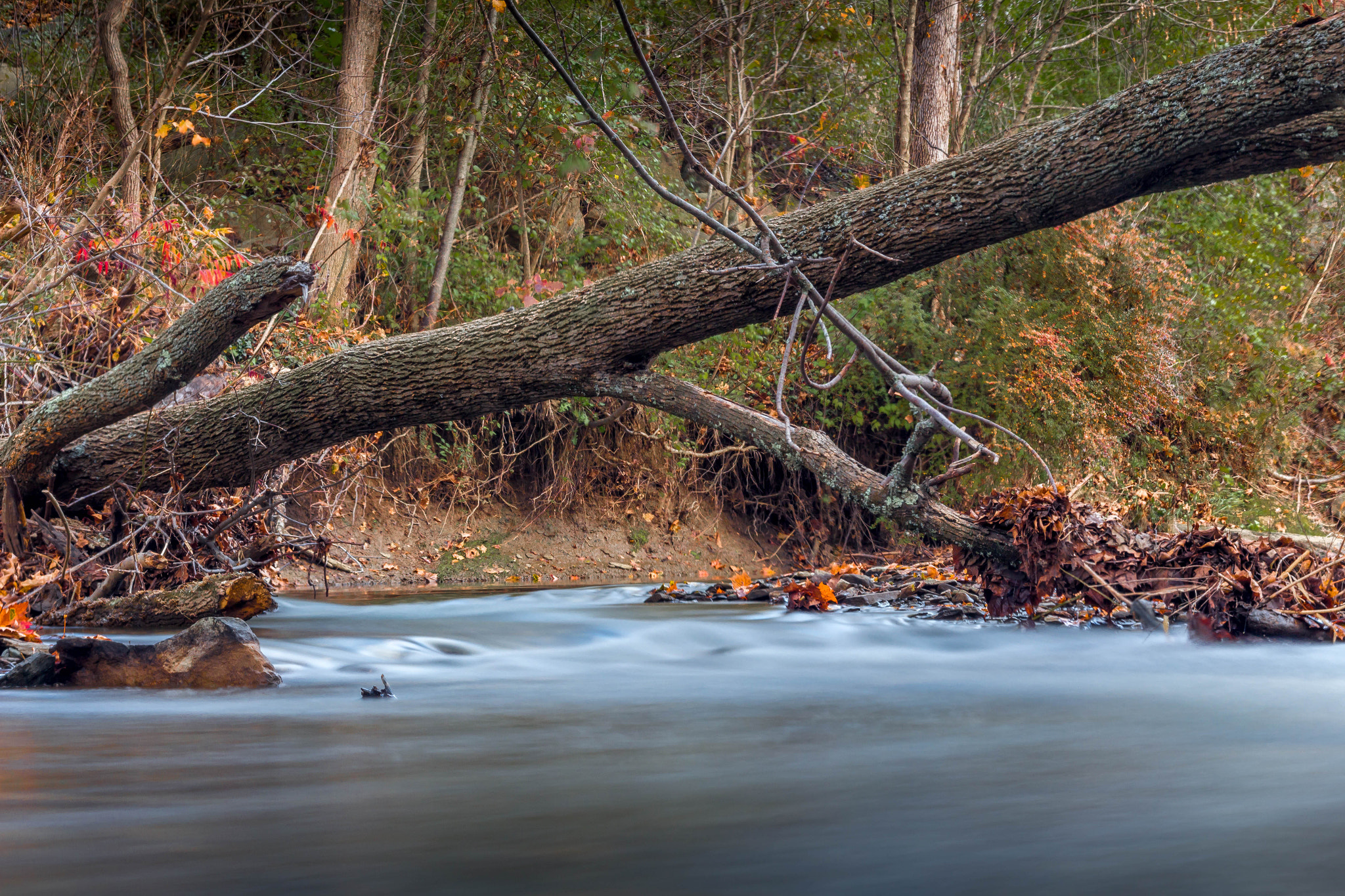 Canon EOS 650D (EOS Rebel T4i / EOS Kiss X6i) sample photo. Fallen tree photography