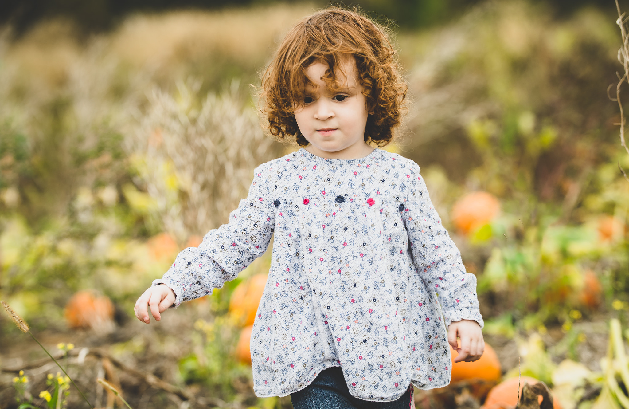 Nikon D500 + Sigma 50-100mm F1.8 DC HSM Art sample photo. In the pumpkin patch.  photography