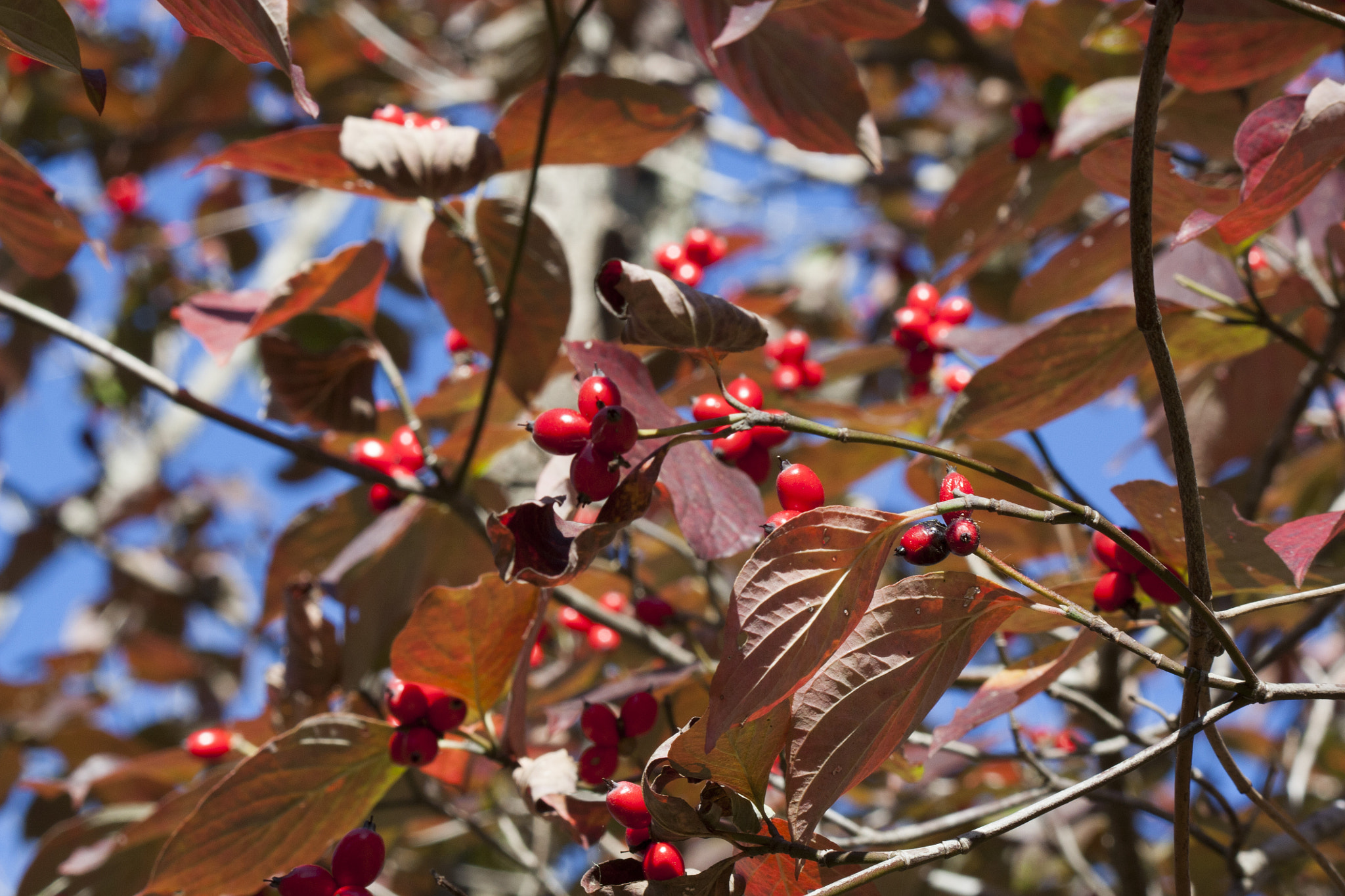 Canon EOS 450D (EOS Rebel XSi / EOS Kiss X2) sample photo. Fall berry things photography