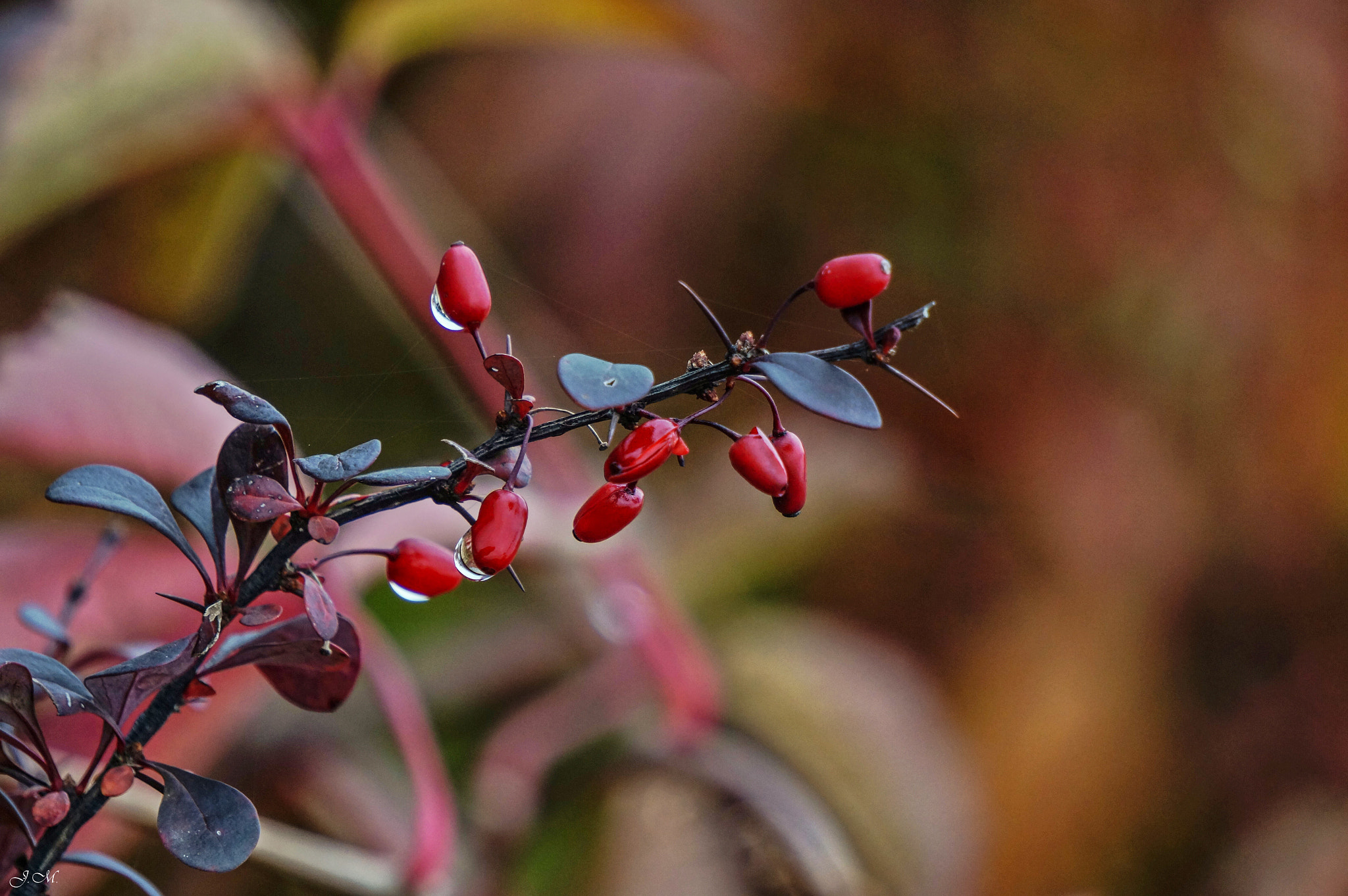 Sony Alpha a3000 sample photo. Jesienne krople photography