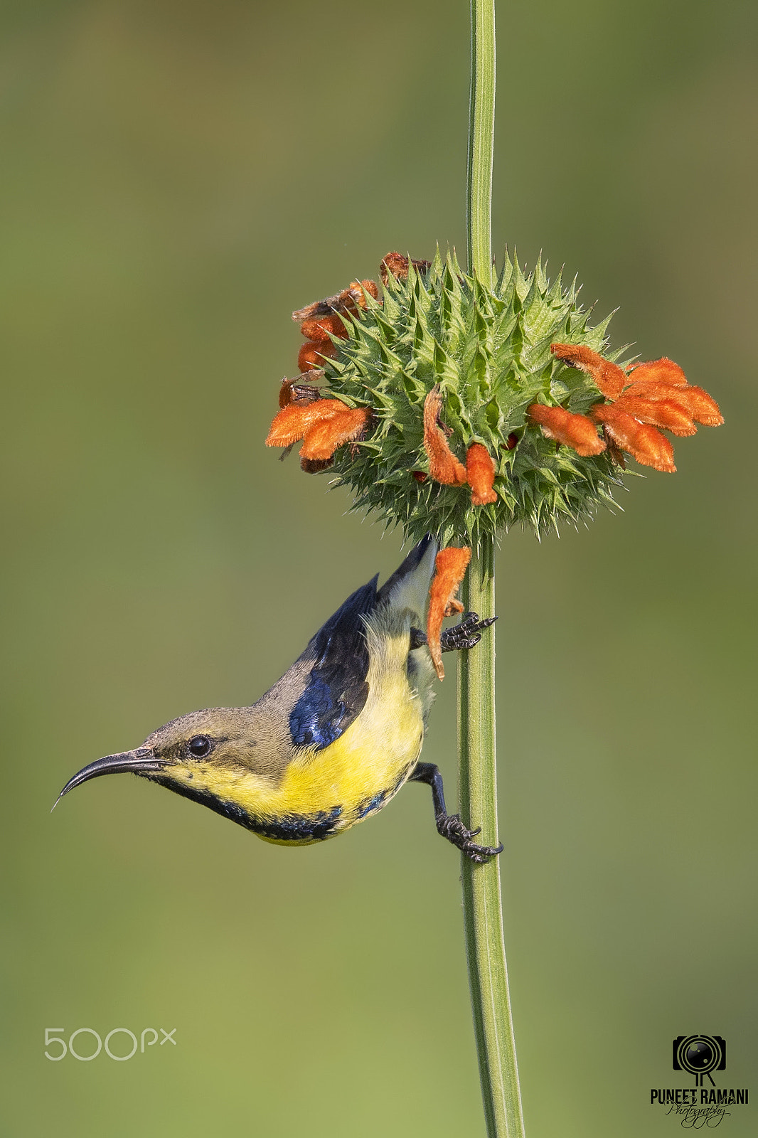 Sigma 150-600mm F5-6.3 DG OS HSM | S sample photo. Purple sunbird (in eclipse plumage) photography