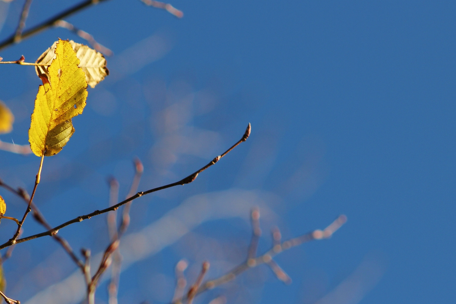 Canon EF 75-300mm f/4-5.6 USM sample photo. Budding future photography
