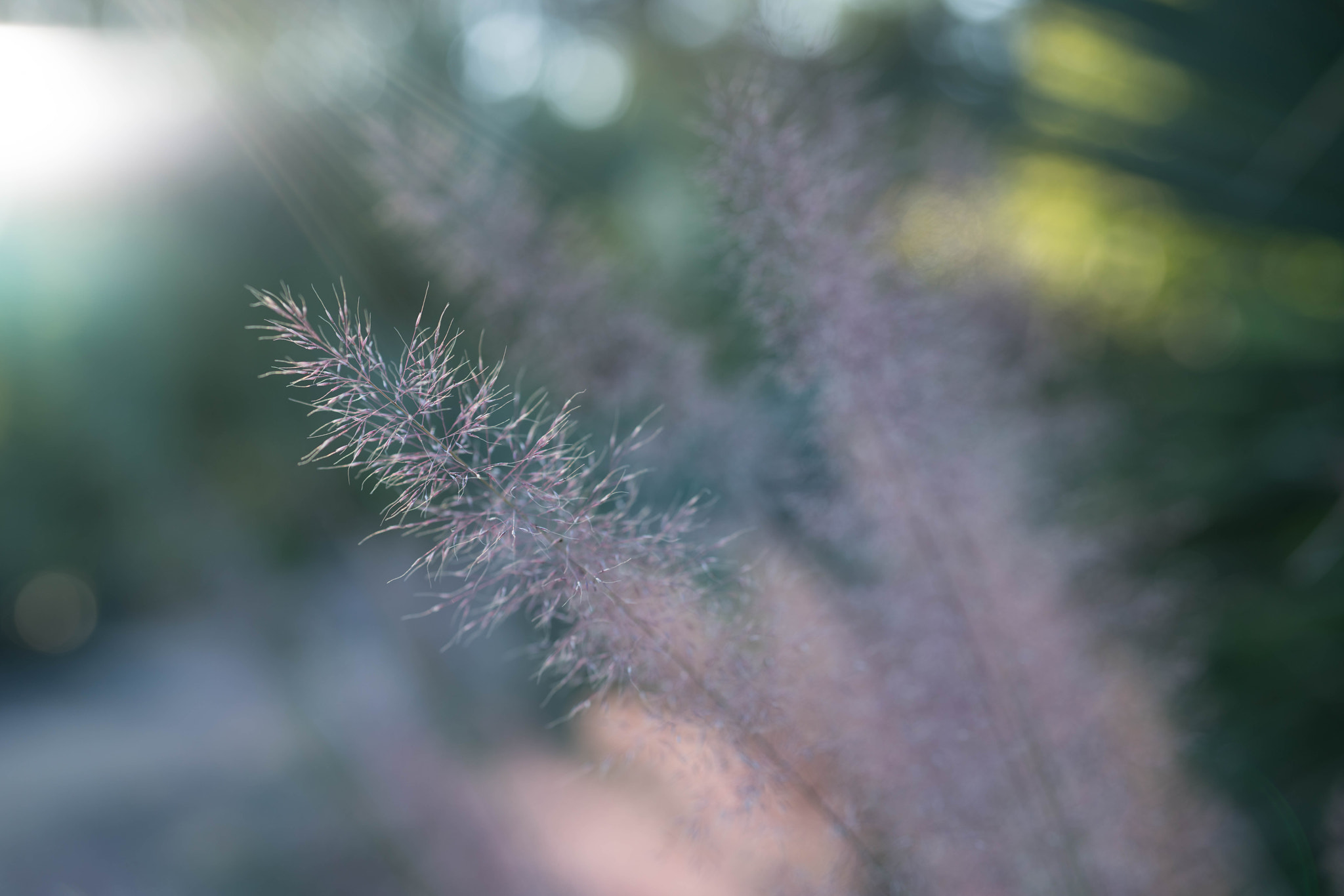 Sony Planar T* FE 50mm F1.4 ZA sample photo