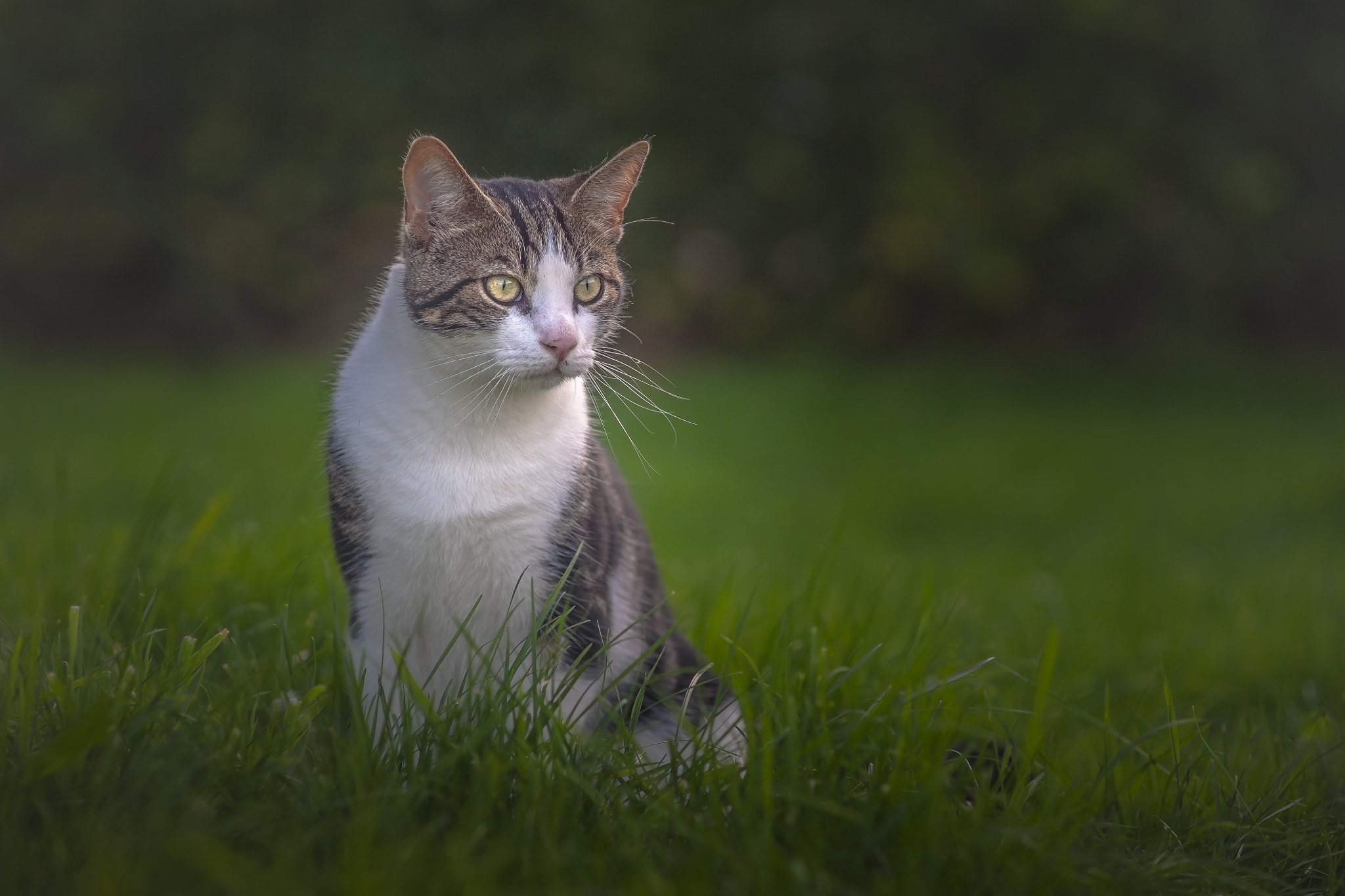 Canon EF 135mm F2.8 SF sample photo. Cat. photography