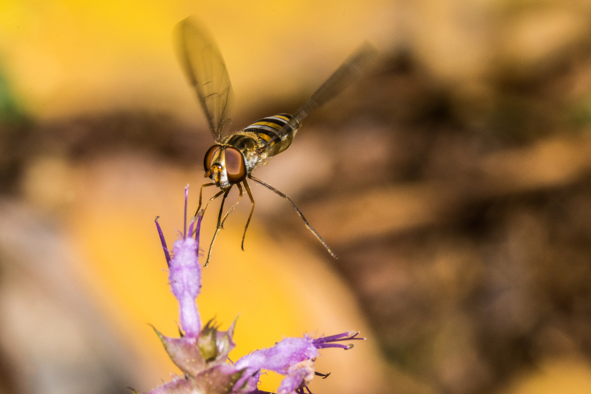 Nikon D7100 + Sigma 70-200mm F2.8 EX DG OS HSM sample photo. Macros photography