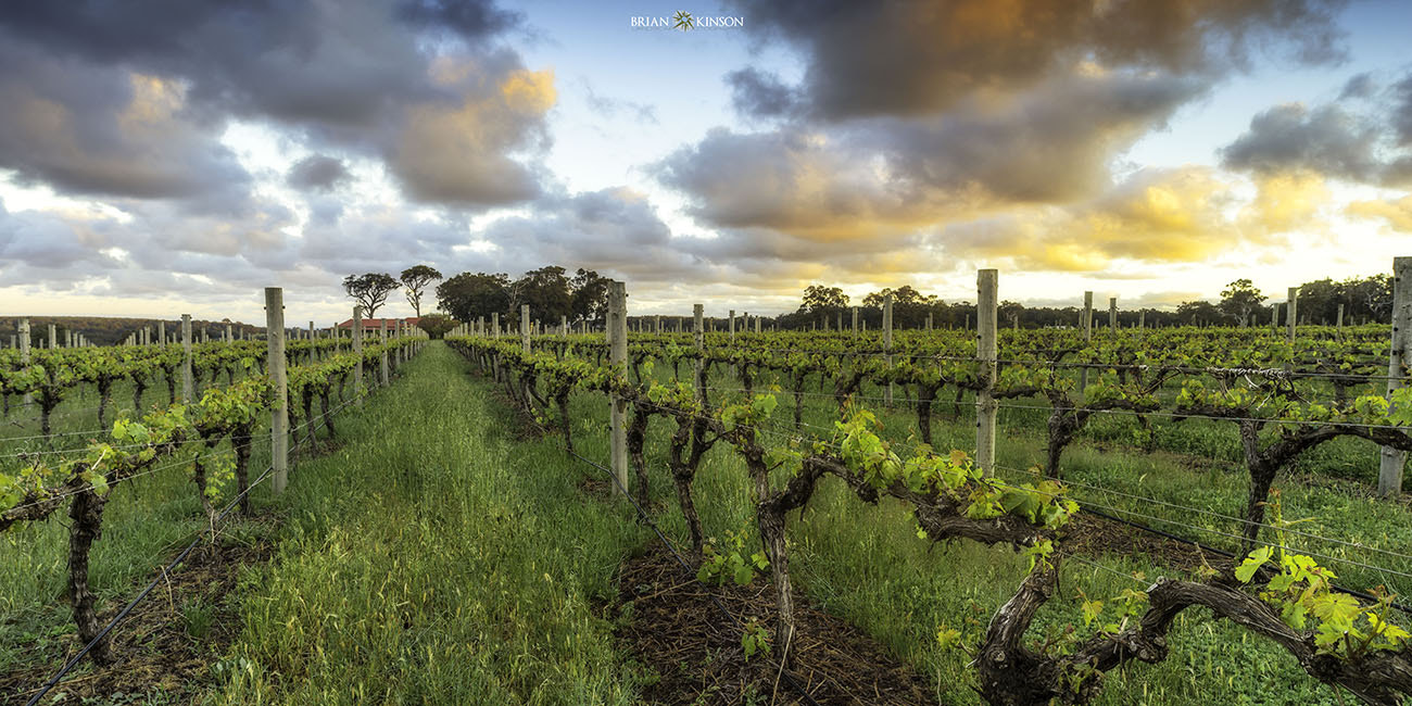 21mm F2.8 sample photo. First light on the vines photography