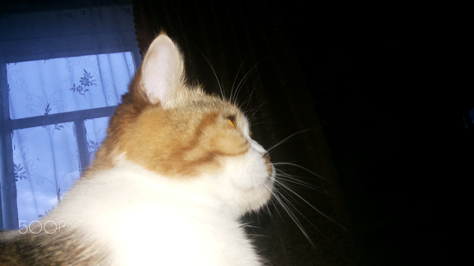 Samsung Galaxy Mega 5.8 sample photo. Самый любимый кошачий профиль♥♥♥ photography