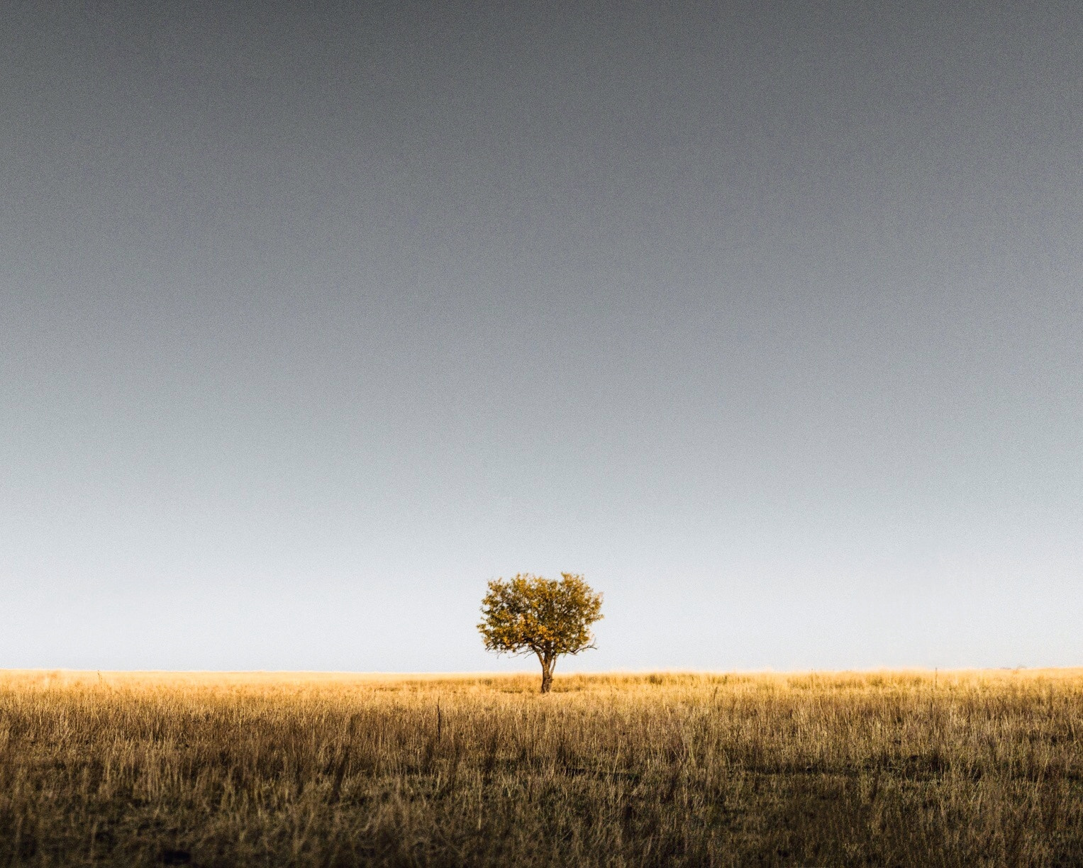 Nikon D4 + Sigma 35mm F1.4 DG HSM Art sample photo. Solo tree. zumwalt prairie. wallowa county. oregon. photography