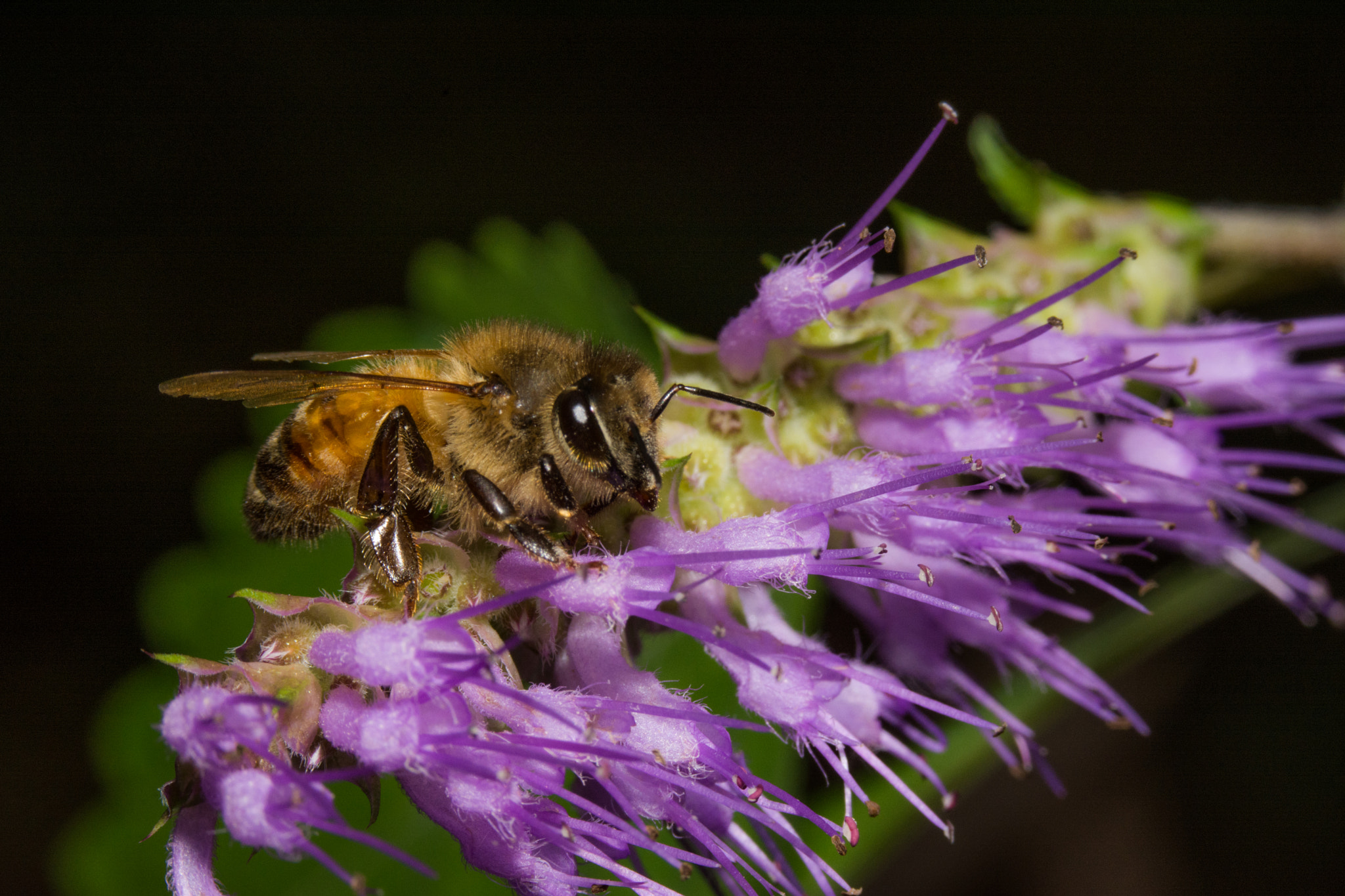 Nikon D7100 + Sigma 70-200mm F2.8 EX DG OS HSM sample photo. Macros photography