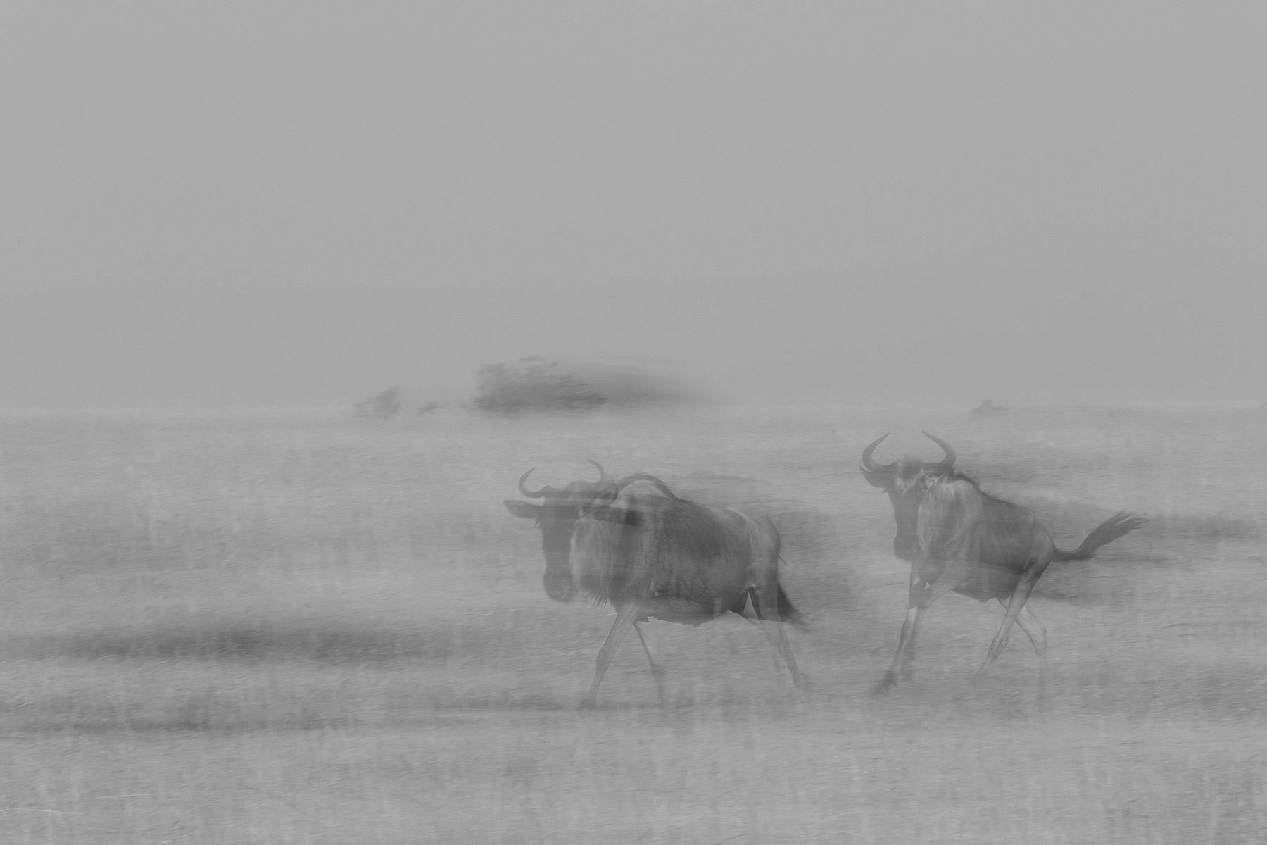 Canon EF 300mm F2.8L IS II USM sample photo. Ghost migration photography