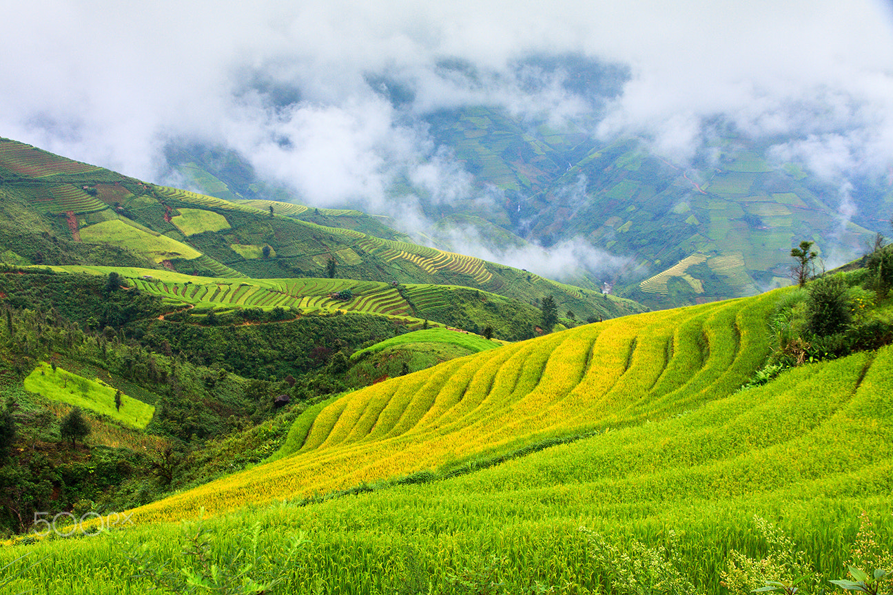 Canon EOS 40D sample photo. Rice fileds on terrace in clouds, vietnam photography