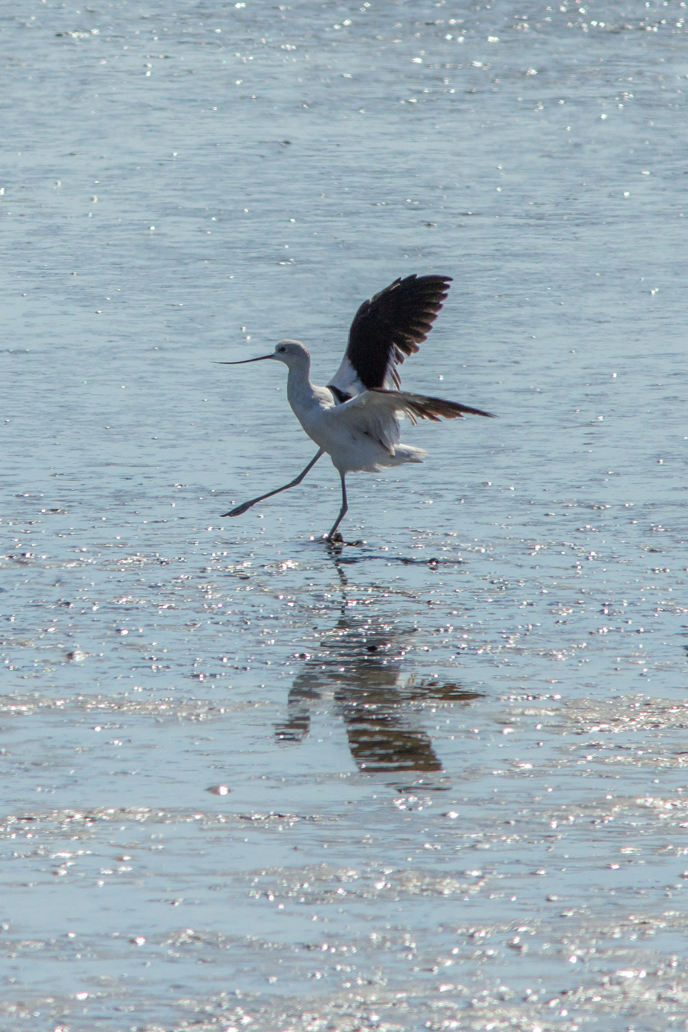 Canon EF 200mm F2.8L II USM sample photo. Water ballet photography