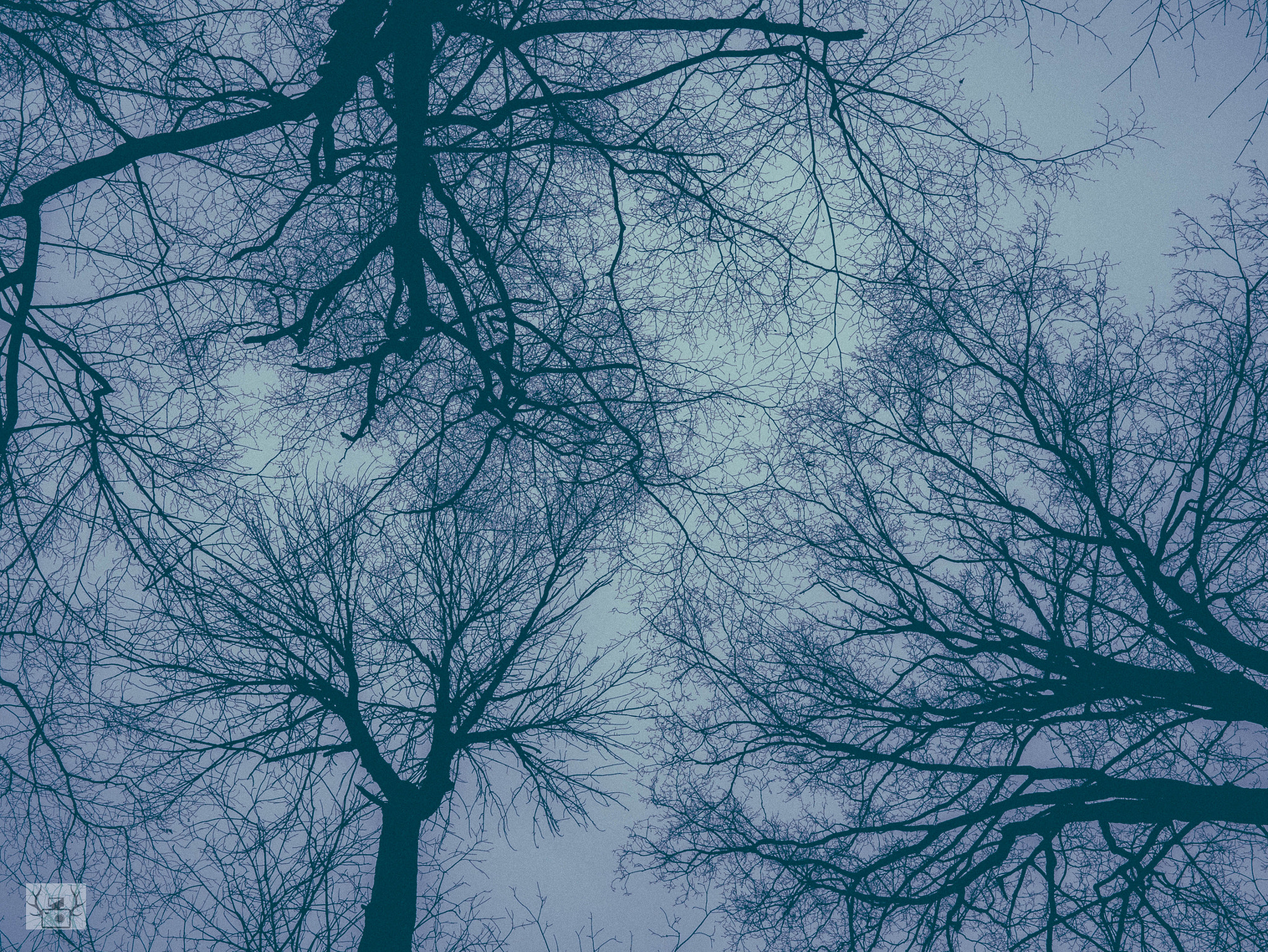 Panasonic Lumix DMC-GX7 + Panasonic Lumix G 20mm F1.7 ASPH sample photo. Veiny treescape photography