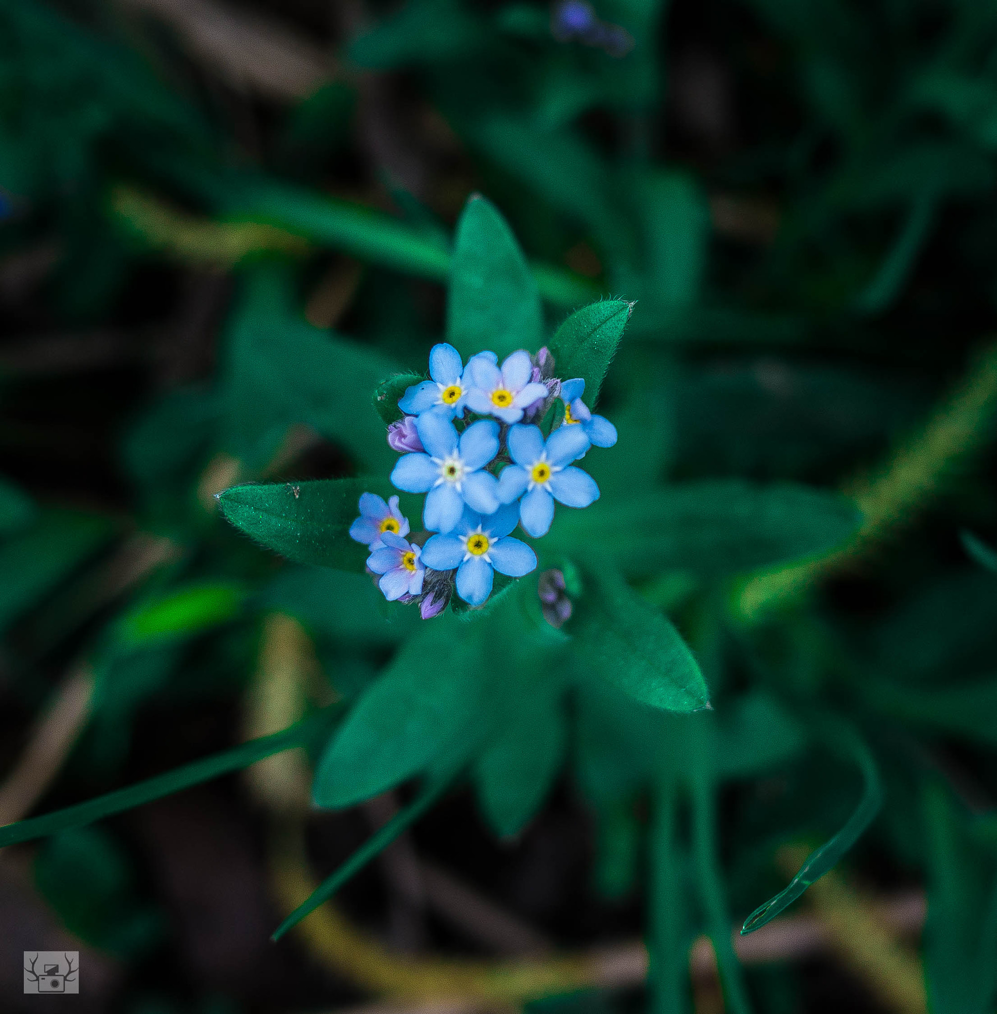 Panasonic Lumix DMC-GX7 + Panasonic Lumix G 20mm F1.7 ASPH sample photo. Baby blues photography
