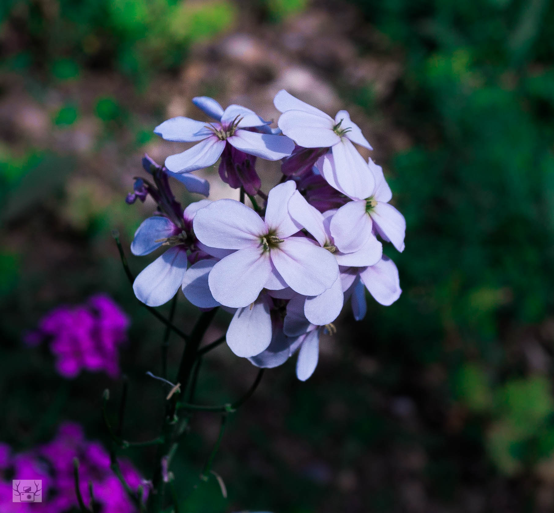 Panasonic Lumix DMC-GX7 + Panasonic Lumix G 20mm F1.7 ASPH sample photo. Dulled photography