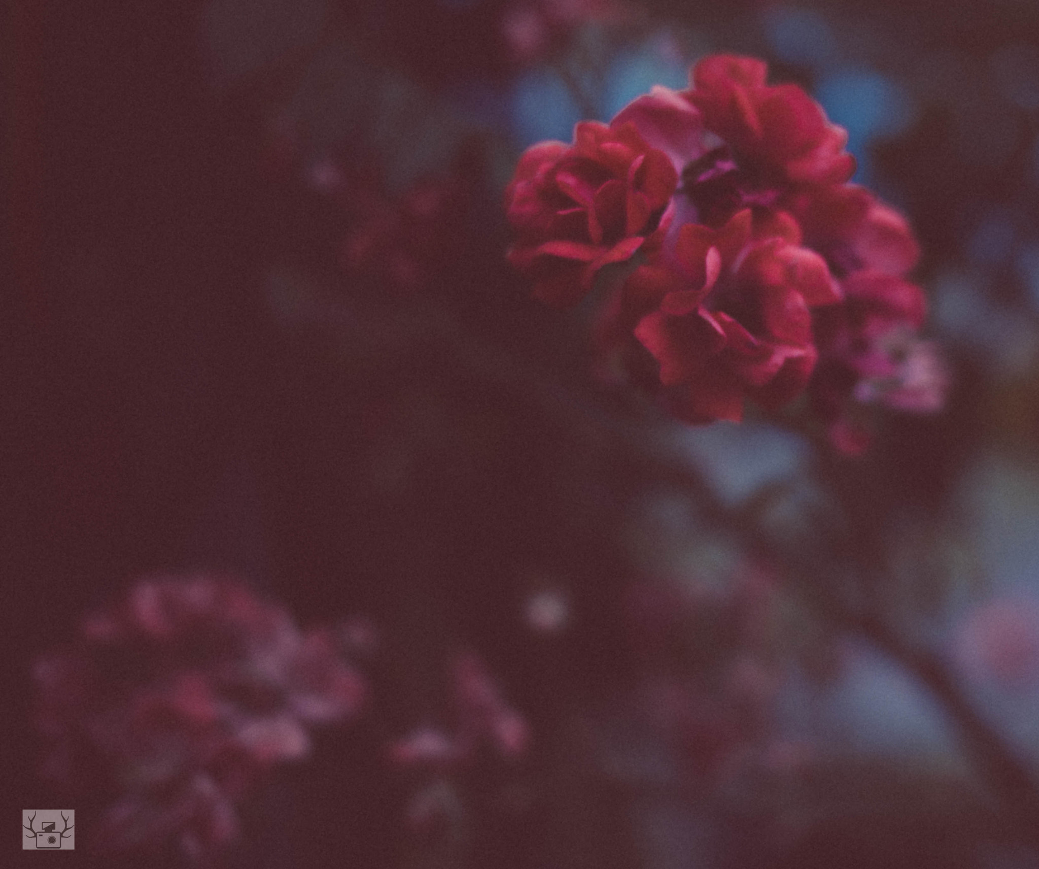 Panasonic Lumix DMC-GX7 + Panasonic Lumix G 20mm F1.7 ASPH sample photo. Lost love photography