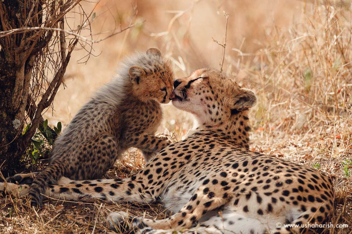 Canon EF 500mm F4L IS II USM sample photo. Cheetah with her cub photography