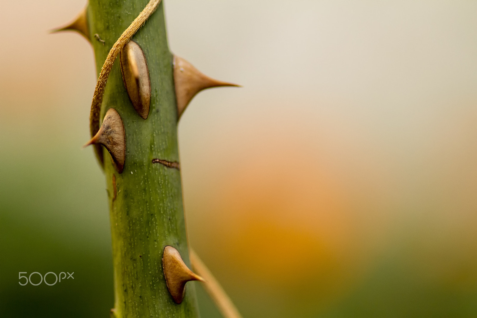 Canon EOS 7D + Sigma 105mm F2.8 EX DG Macro sample photo. Every rose has its thorn photography