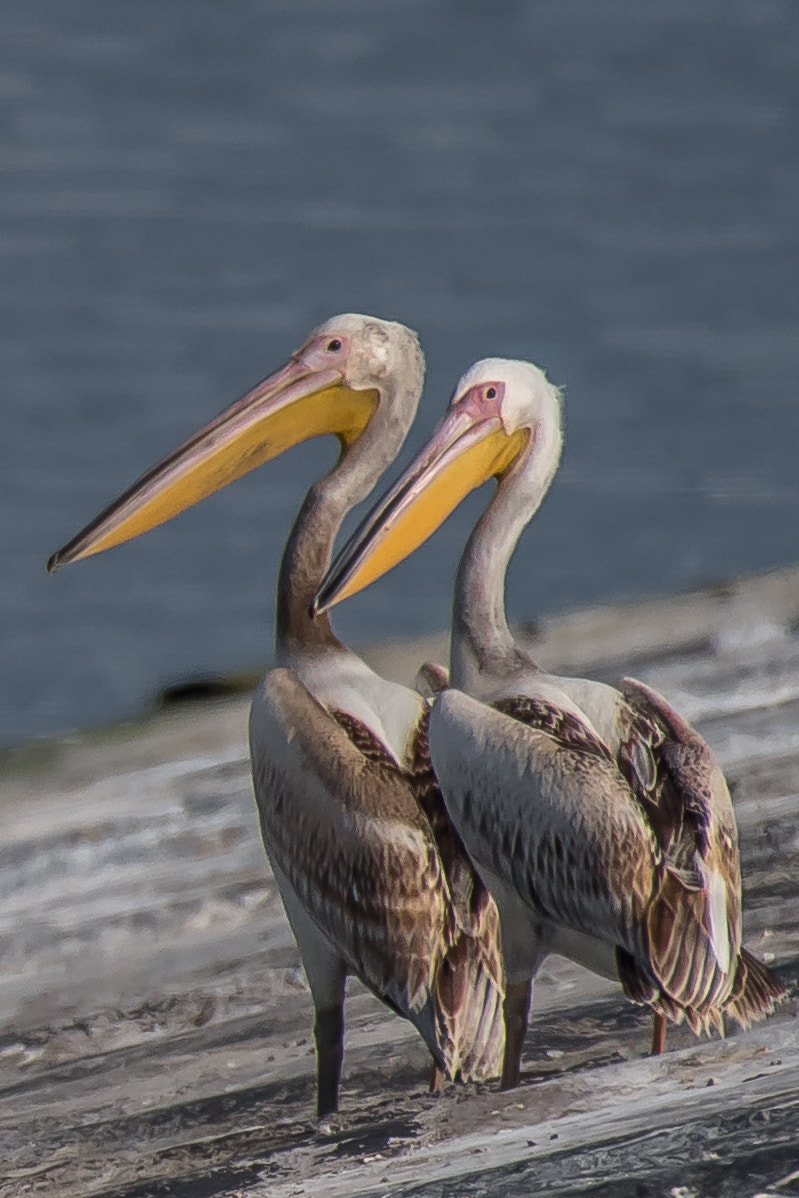 Nikon AF-S Nikkor 200-500mm F5.6E ED VR sample photo. Pelicans photography