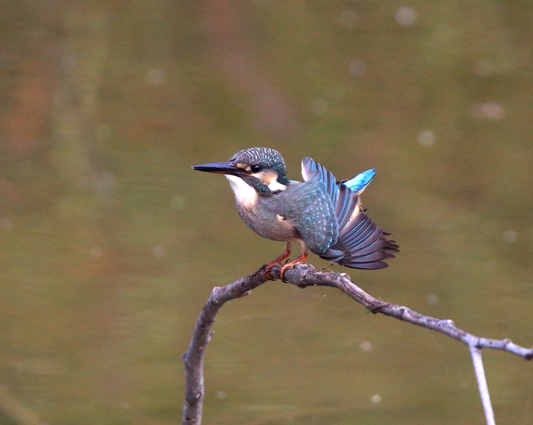 Canon EF 600mm F4L IS II USM sample photo. 022 photography