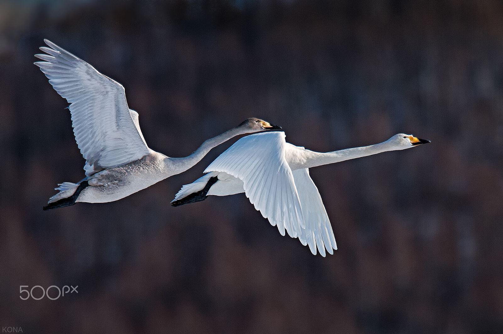 Nikon AF-S Nikkor 400mm F2.8G ED VR II sample photo. Swan   29959562563. photography