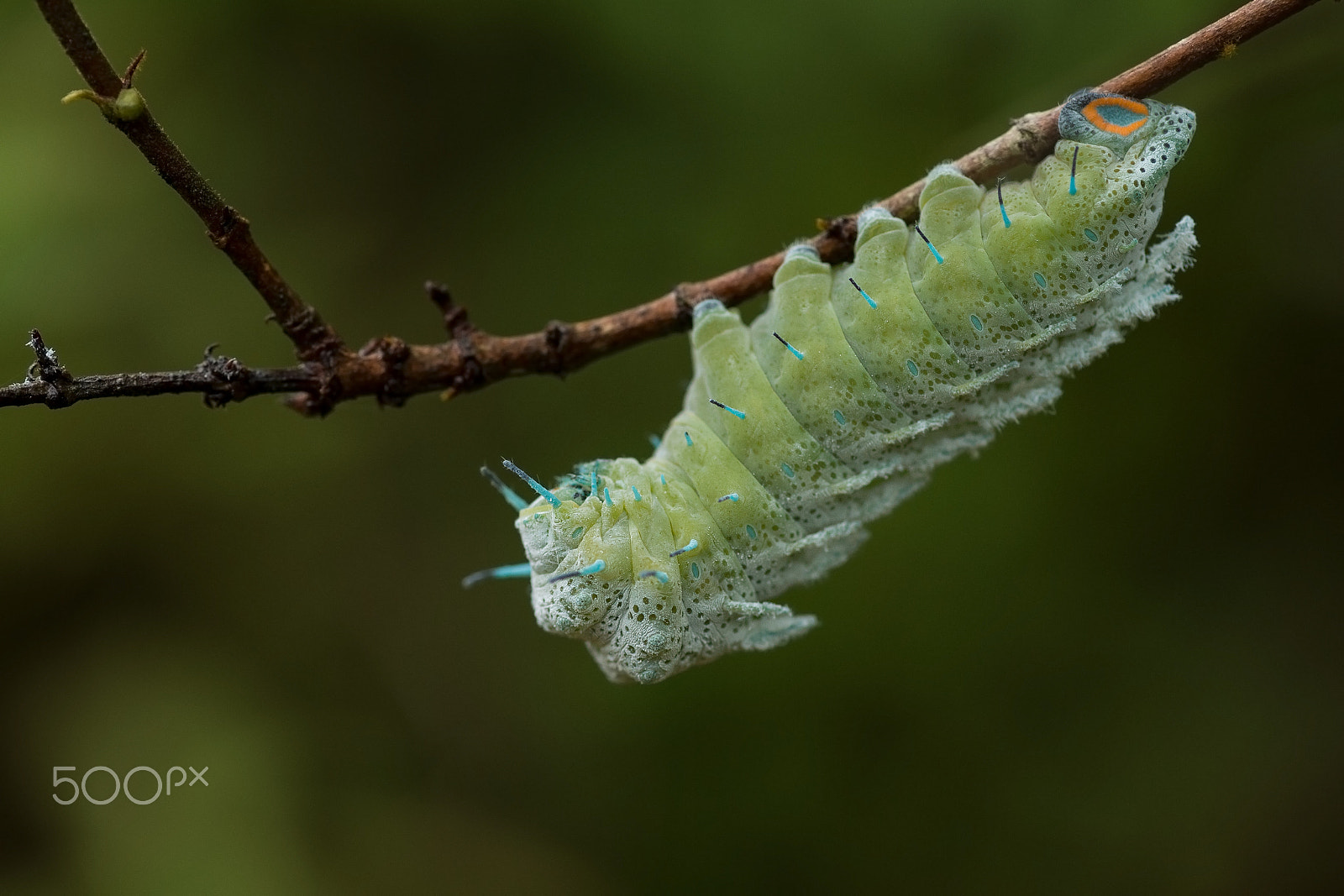 Nikon D4S sample photo. Atlas moth caterpillar photography