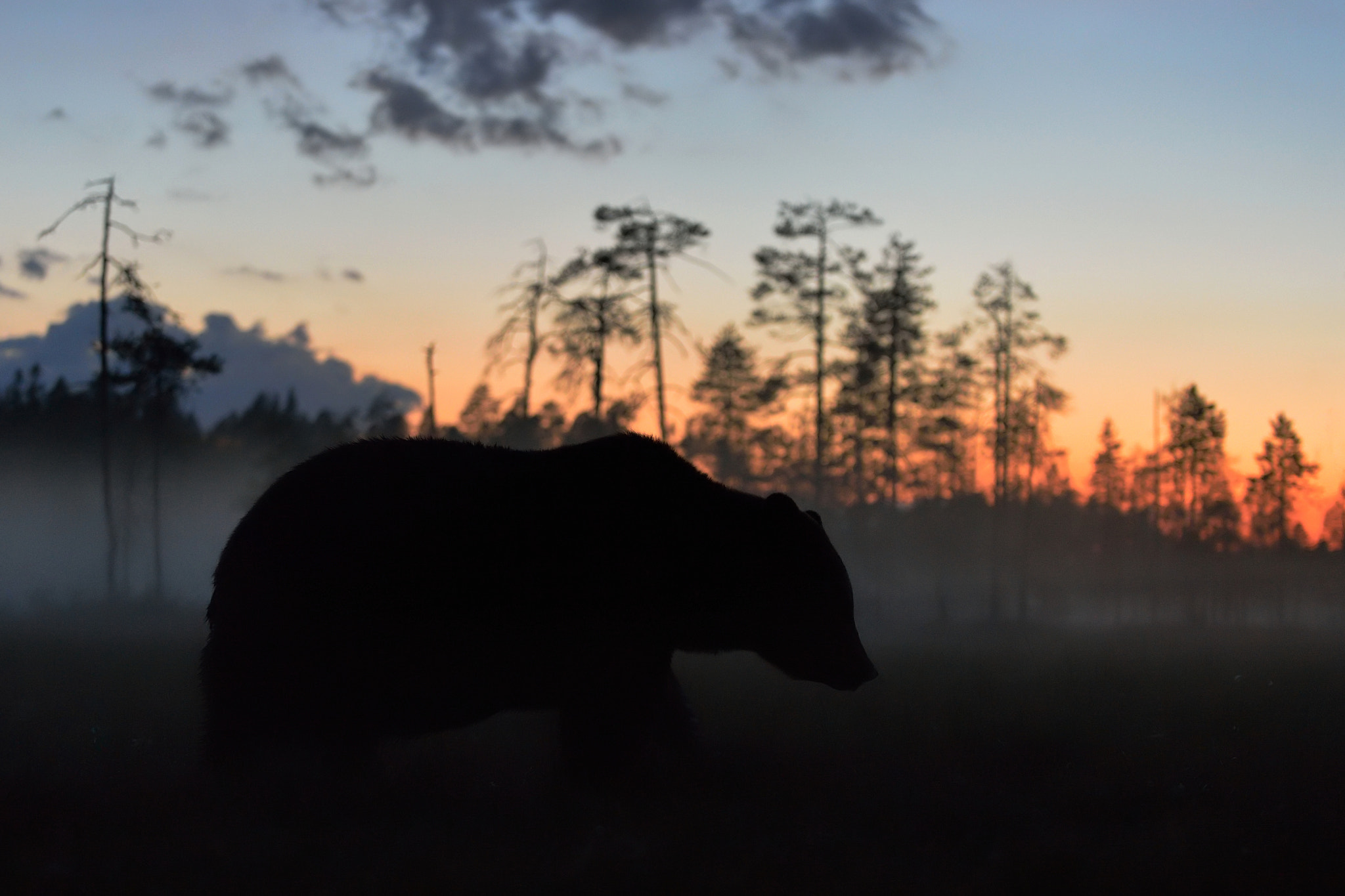 Nikon D4 sample photo. Brown bear at twilight photography