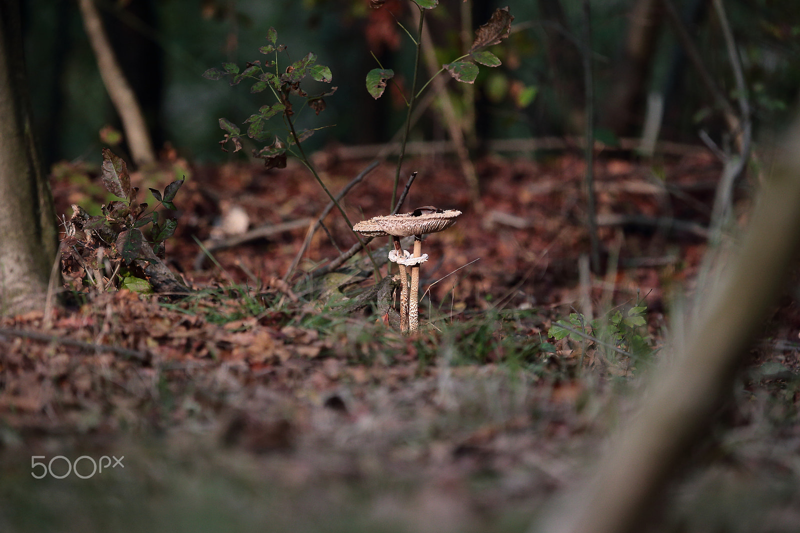 Canon EF 300mm F2.8L IS USM sample photo. Autumn photography