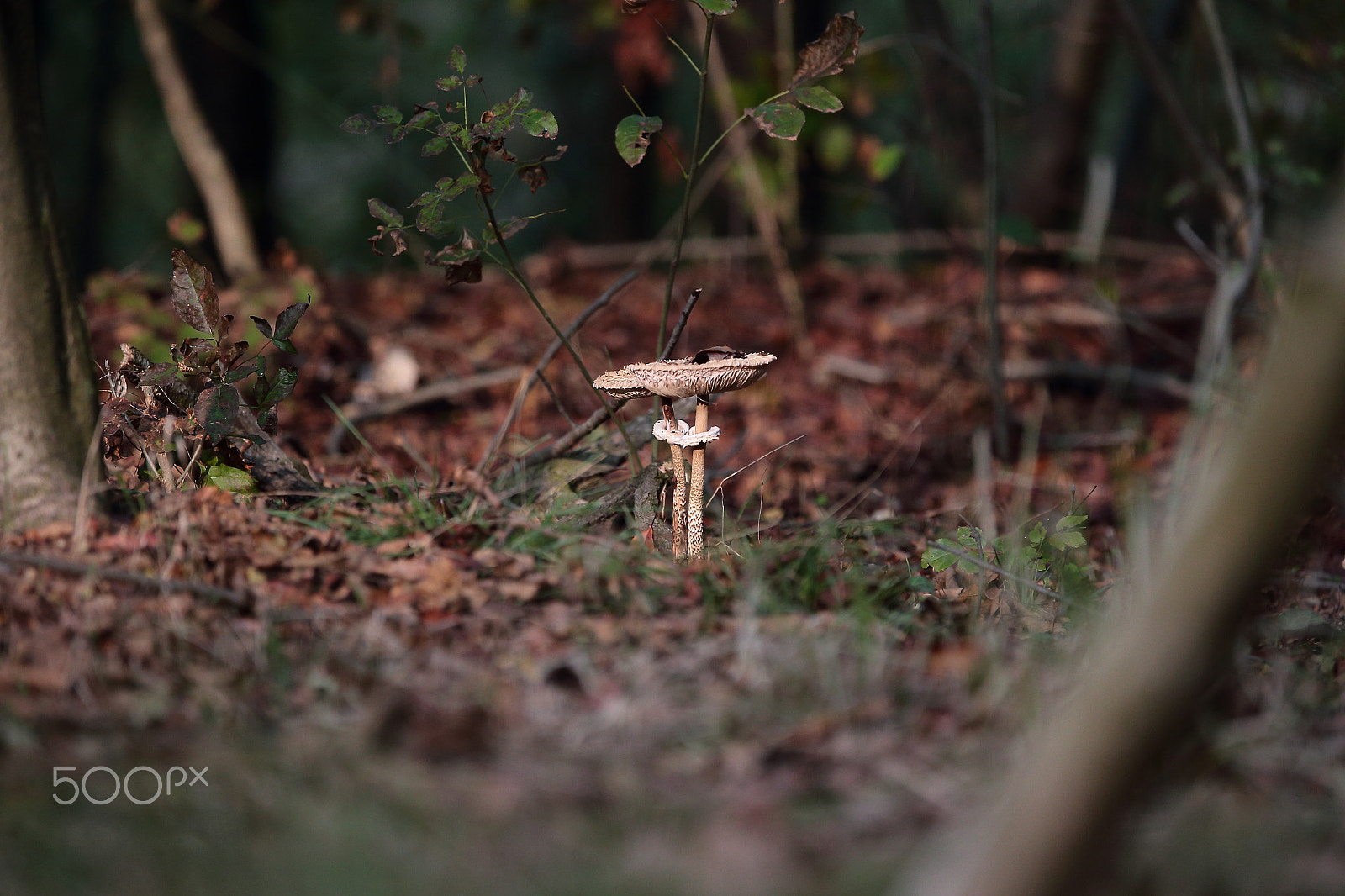 Canon EOS-1D X + Canon EF 300mm F2.8L IS USM sample photo. Autumn photography