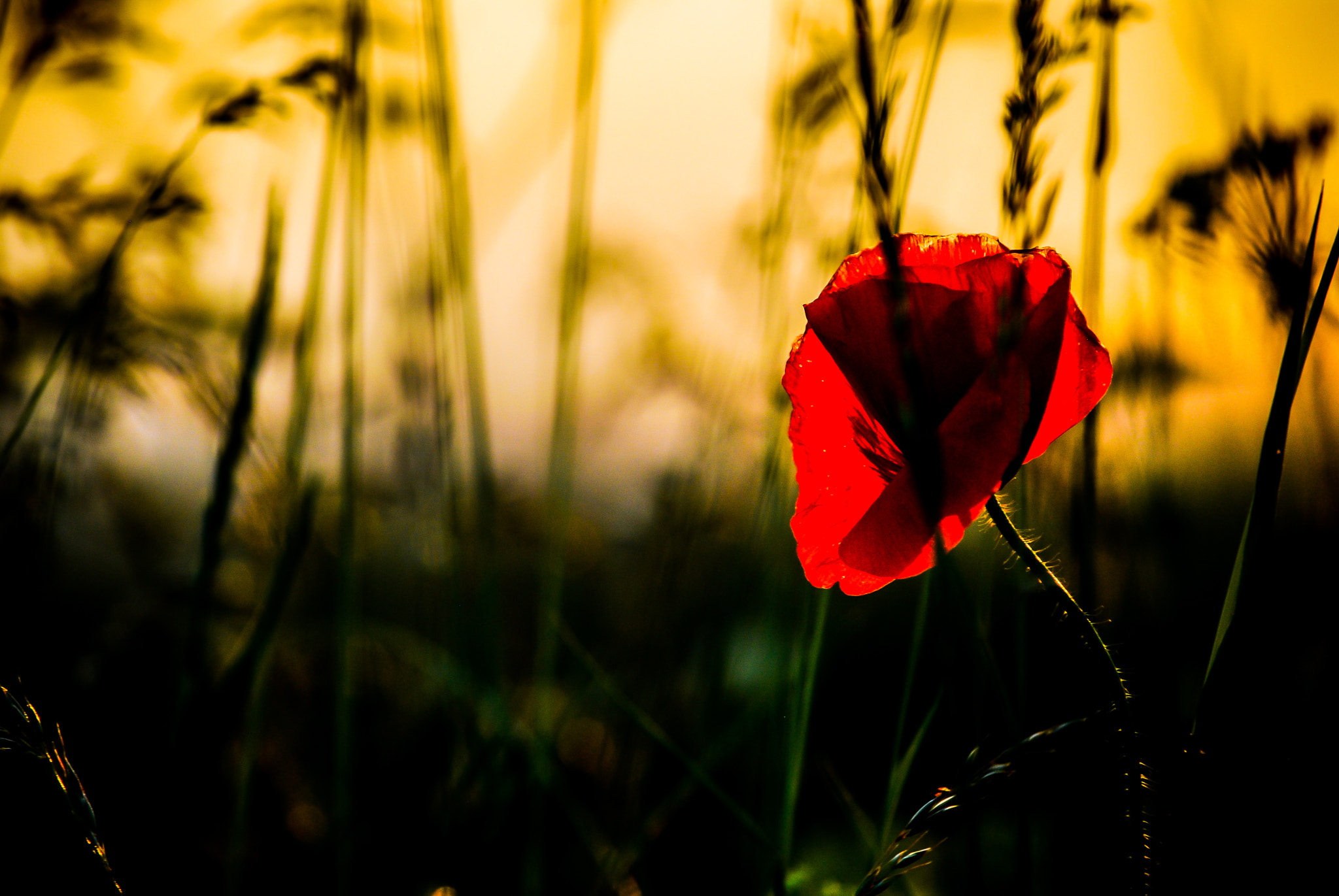 Nikon D80 sample photo. Lone poppy photography