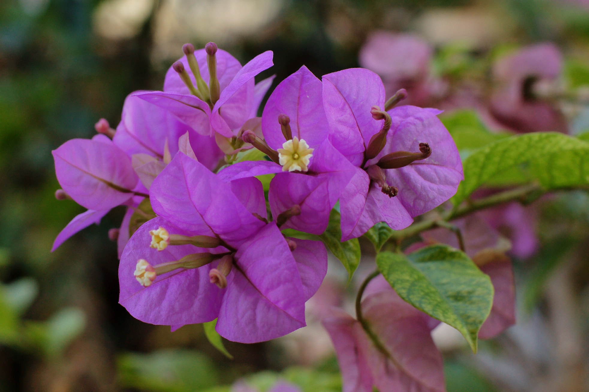 Sony Alpha DSLR-A850 sample photo. Bougainvillea photography