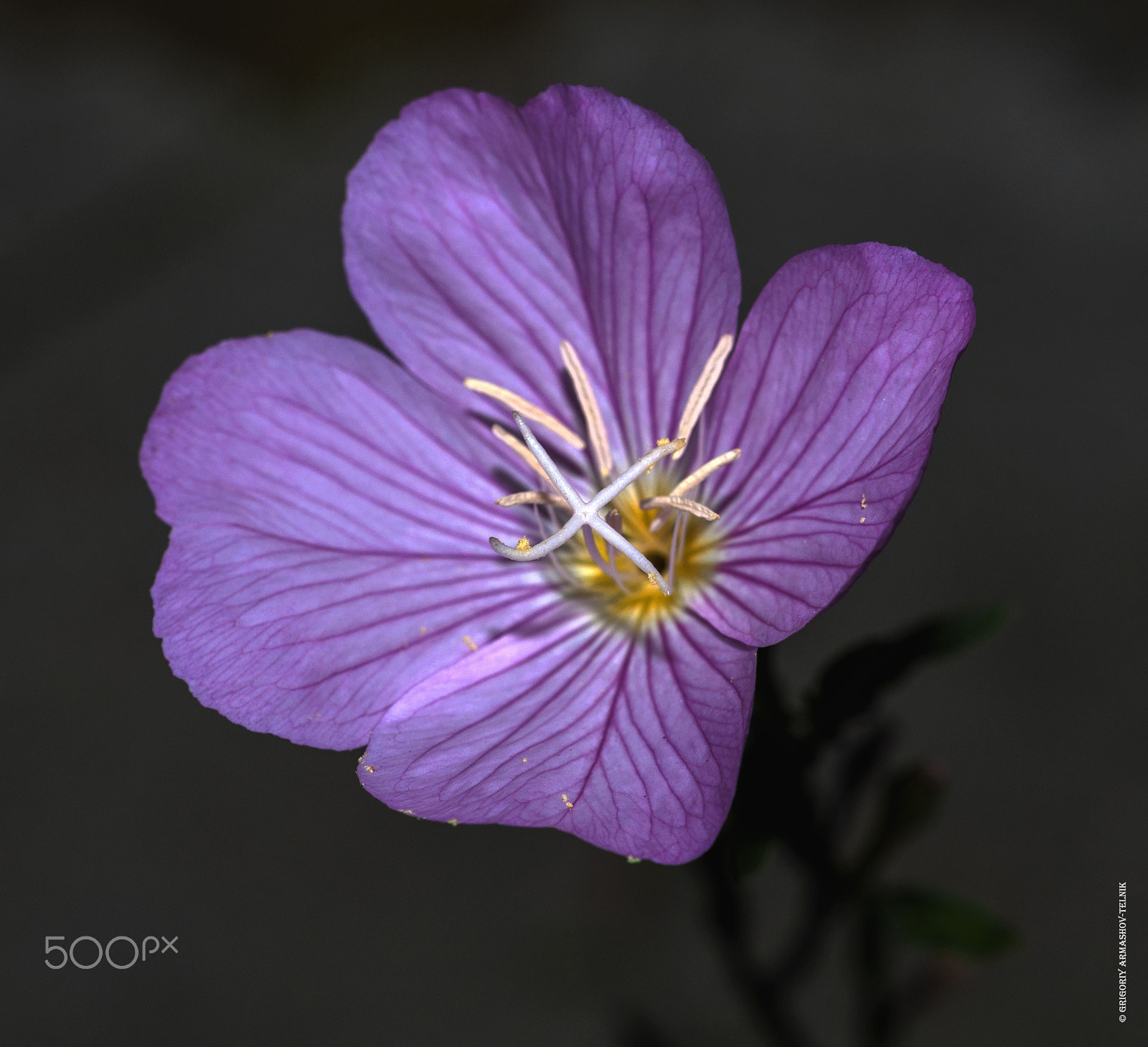 Sigma 105mm F2.8 EX DG OS HSM sample photo. Лесная герань photography