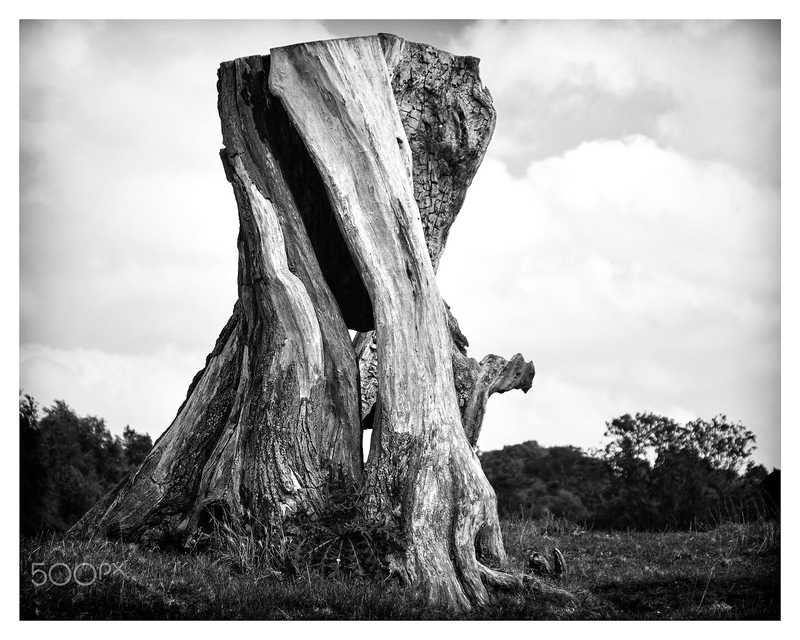 Fujifilm X-Pro2 + Fujifilm XF 18-135mm F3.5-5.6 R LM OIS WR sample photo. Hollow trunk river stour photography