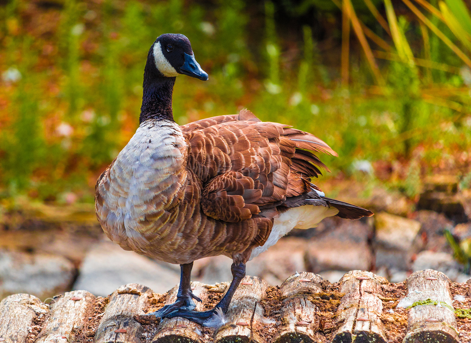 Canon EF-S 55-250mm F4-5.6 IS STM sample photo. The goose photography