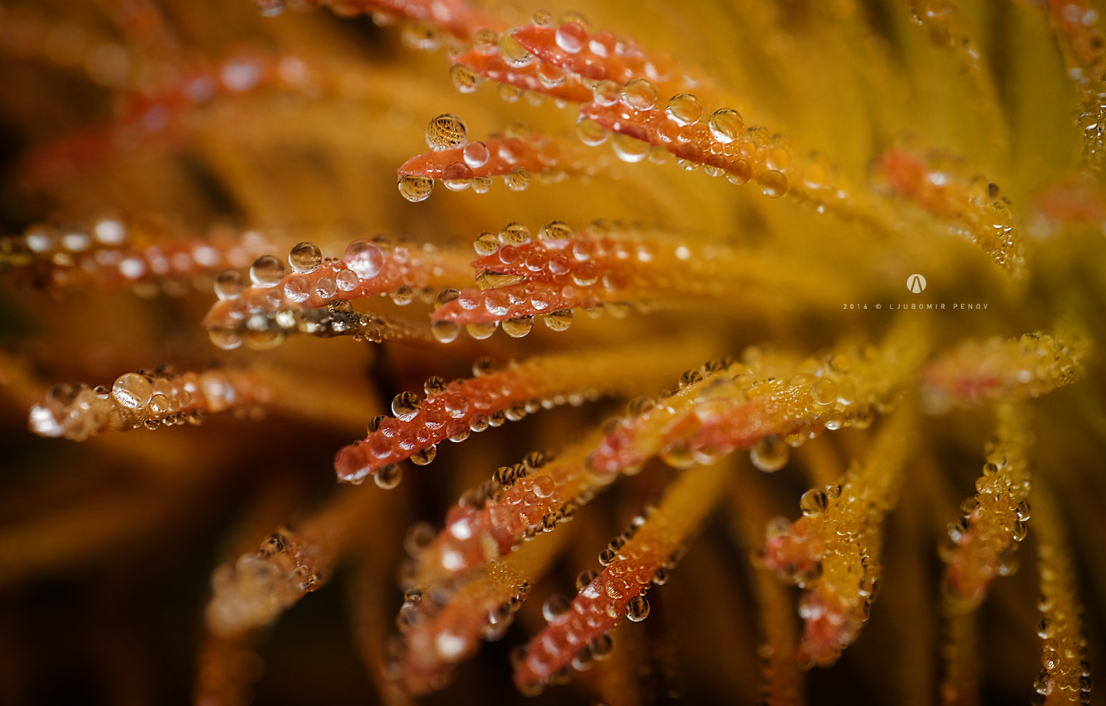 ZEISS Touit 50mm F2.8 sample photo. Autumn drops 3 photography