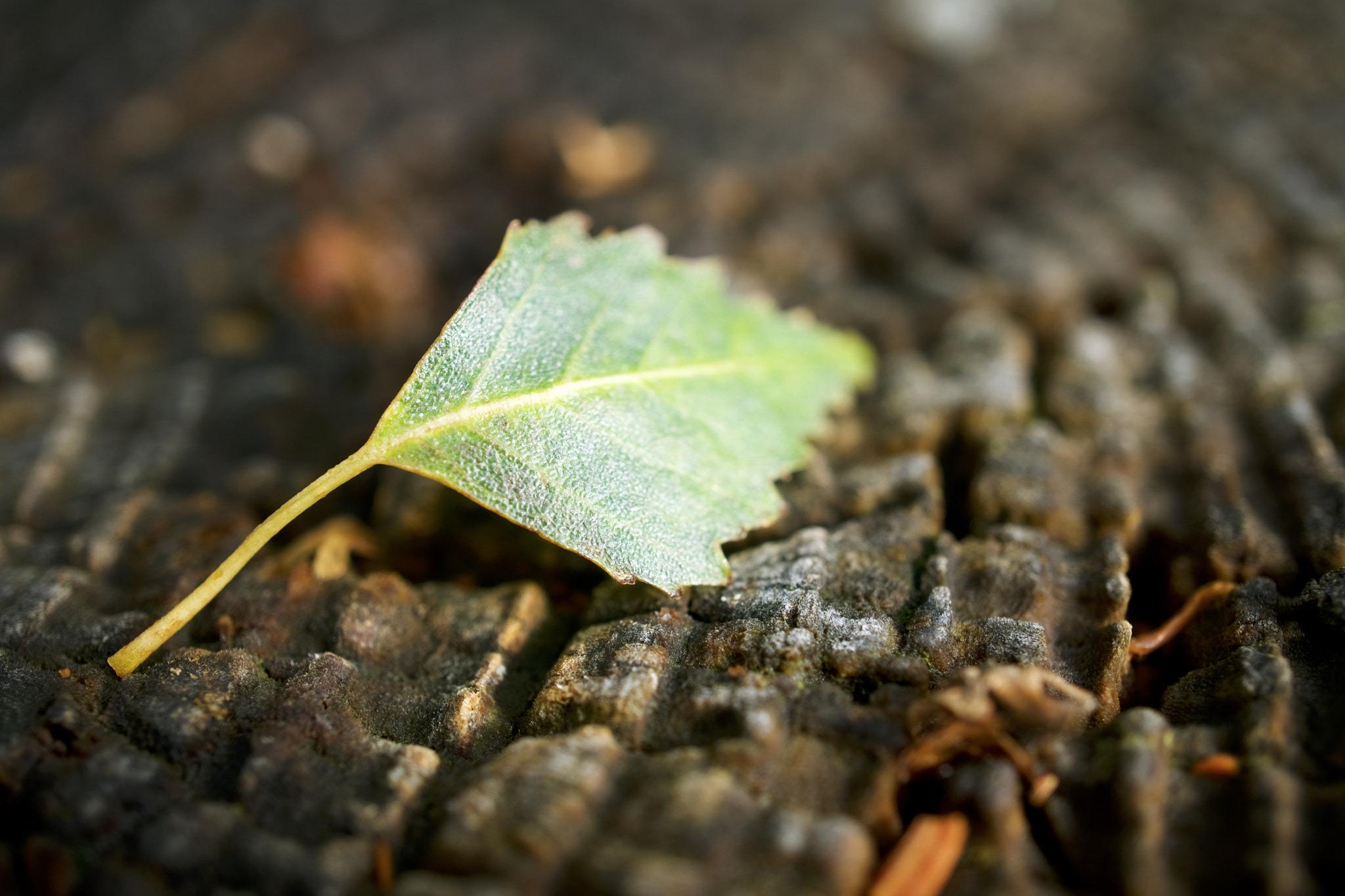 Sony a6300 + Sony E 30mm F3.5 sample photo. Lonely leaf photography