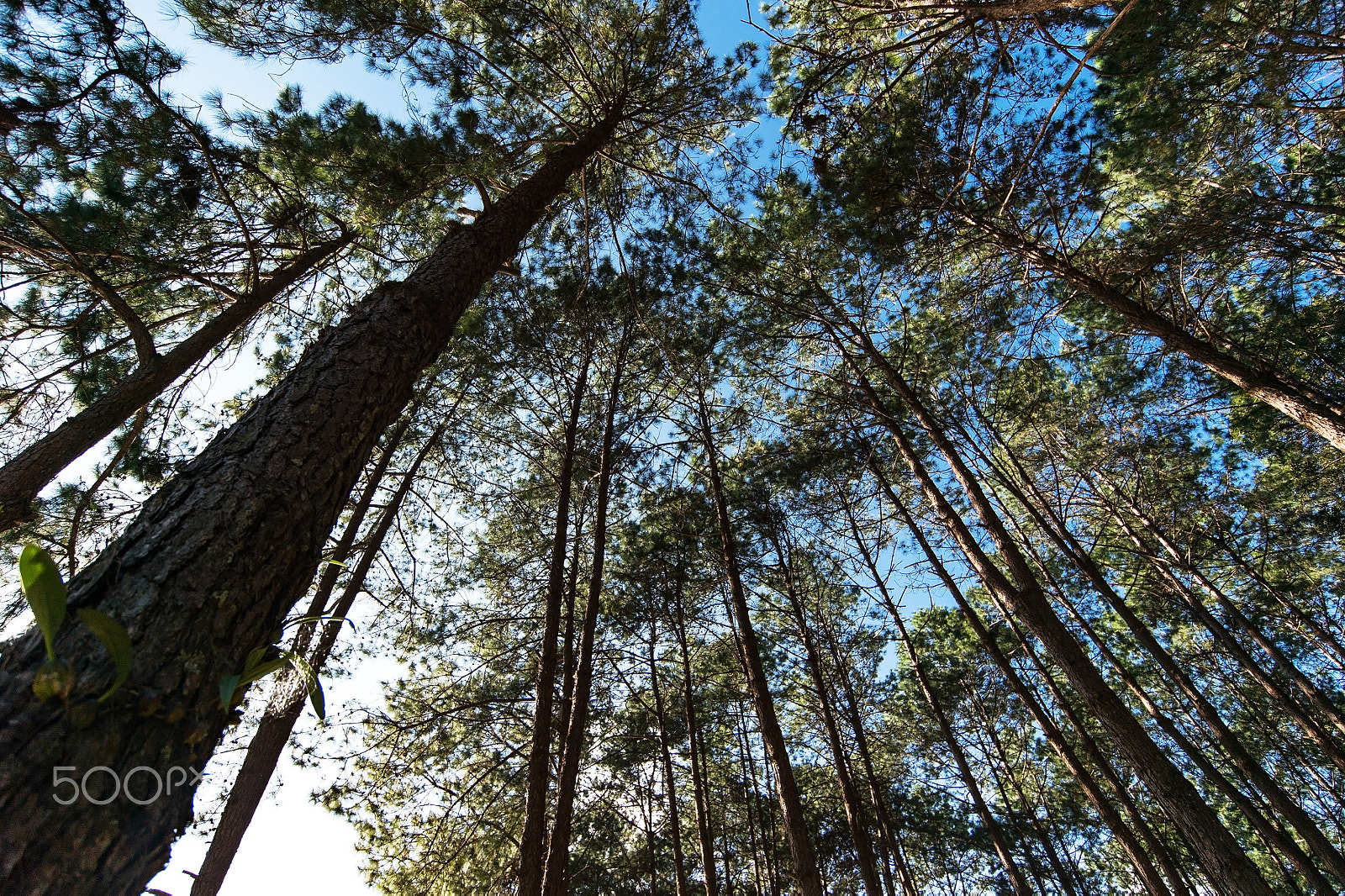 Nikon AF-S Nikkor 18-35mm F3.5-4.5G ED sample photo. The trees in the blue sky, select focus photography