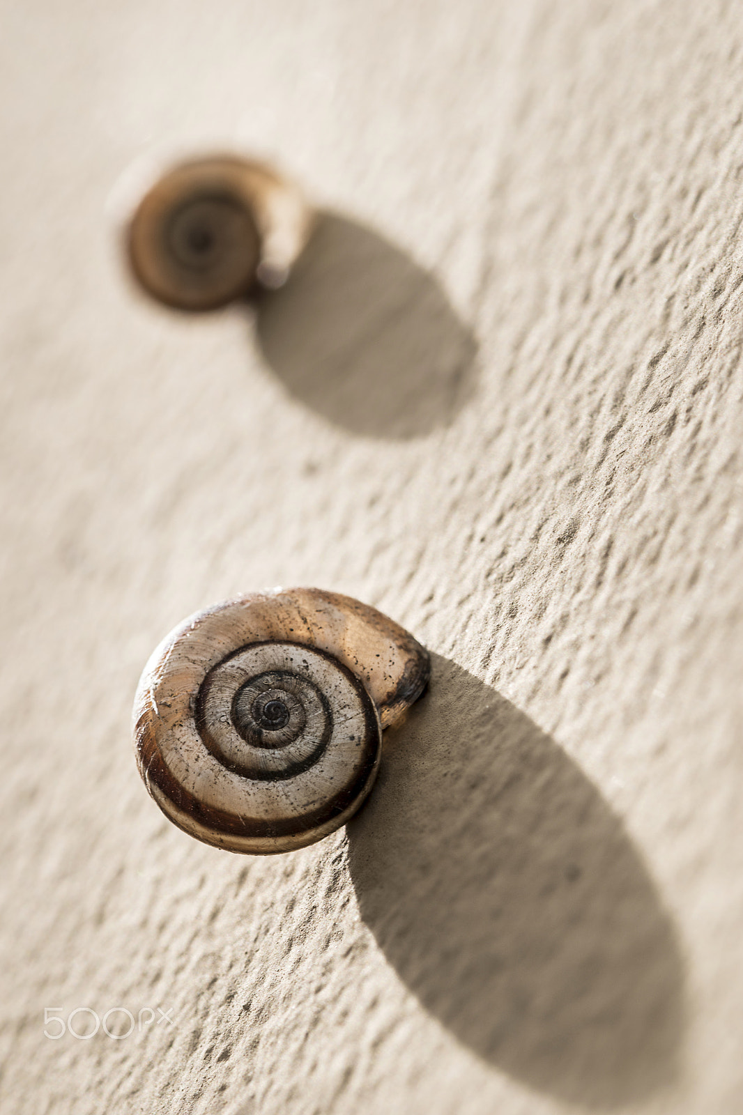 Sigma 105mm F2.8 EX DG OS HSM sample photo. Sunbathe photography