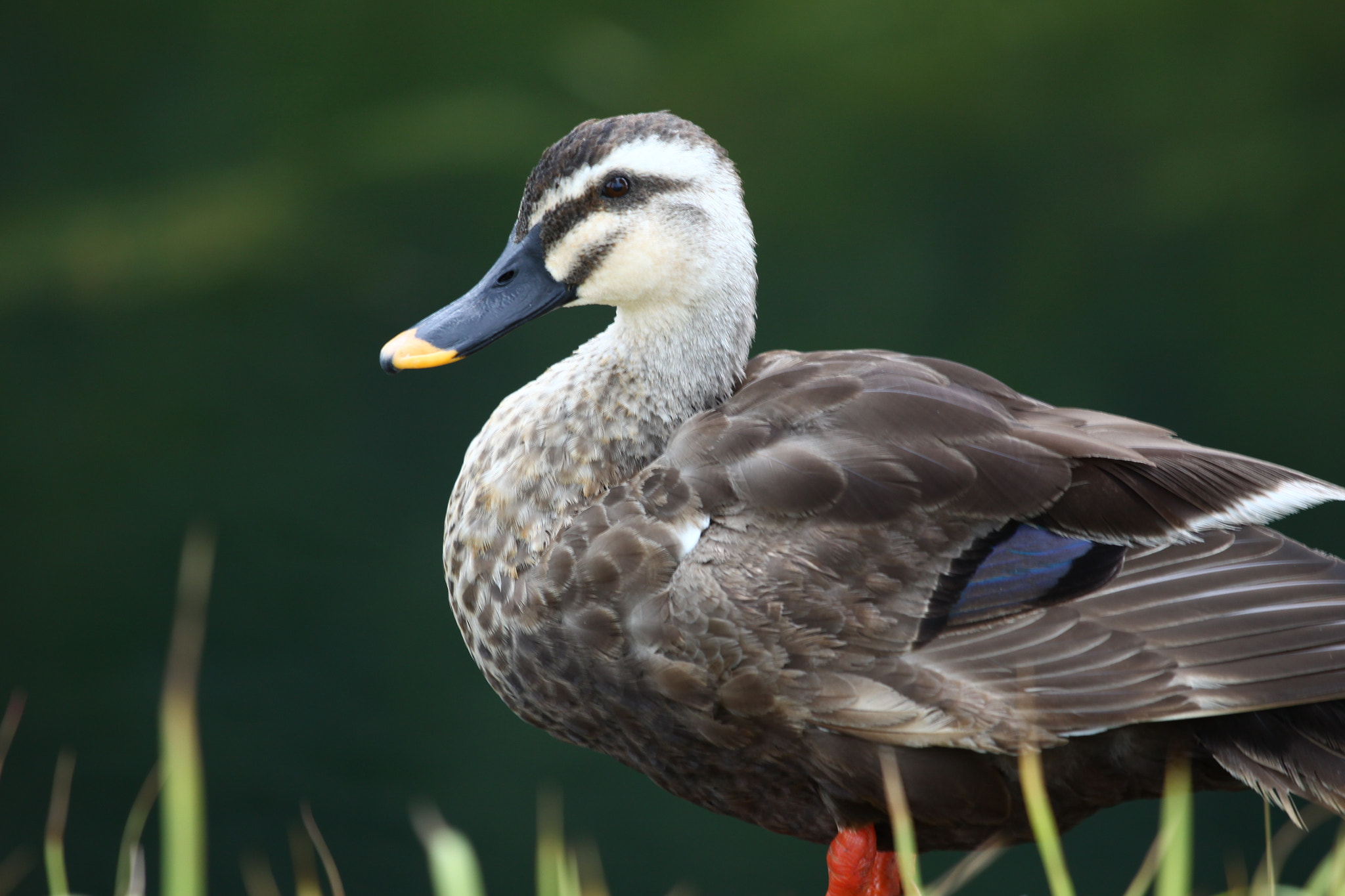 Canon EOS 50D + Canon EF 70-200mm F4L IS USM sample photo