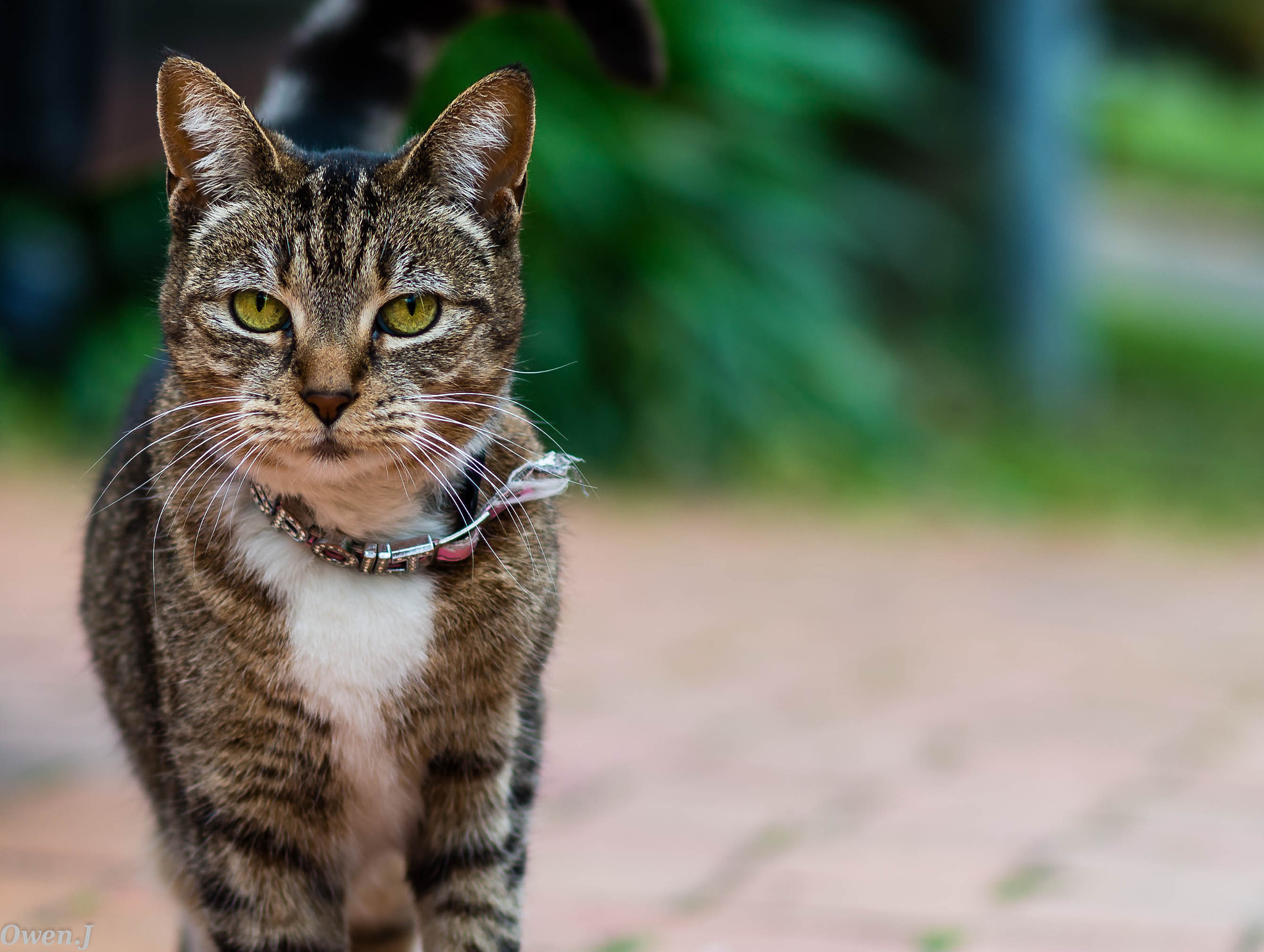 Nikon D800E + Nikon AF-S Nikkor 85mm F1.8G sample photo. Cat photography
