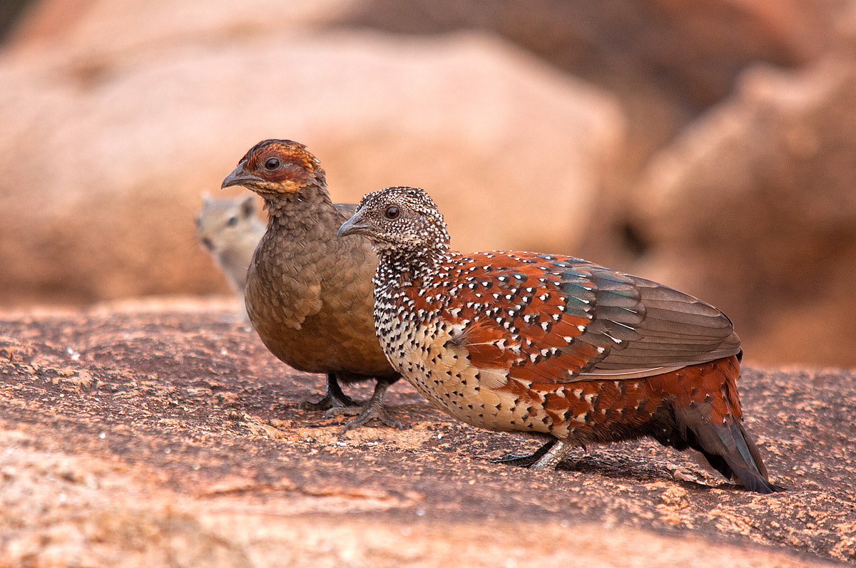 Sigma 150-500mm F5-6.3 DG OS HSM sample photo. The painted couple photography