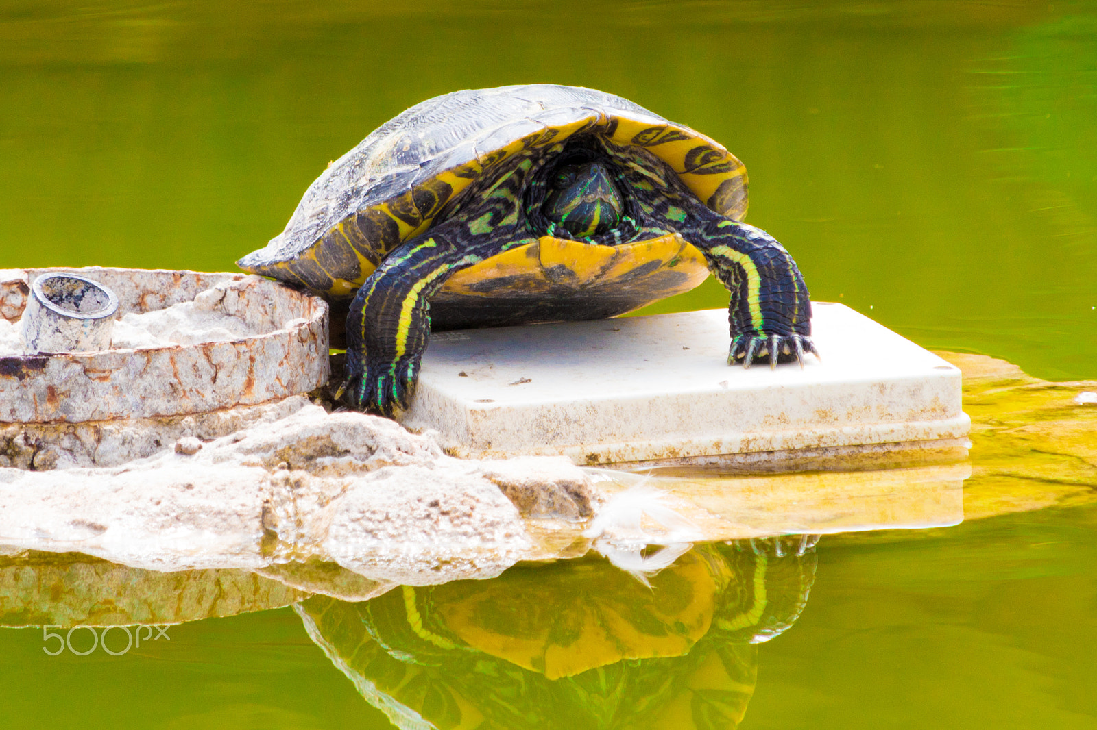 Canon EF-S 55-250mm F4-5.6 IS STM sample photo. Turtle and reflection photography