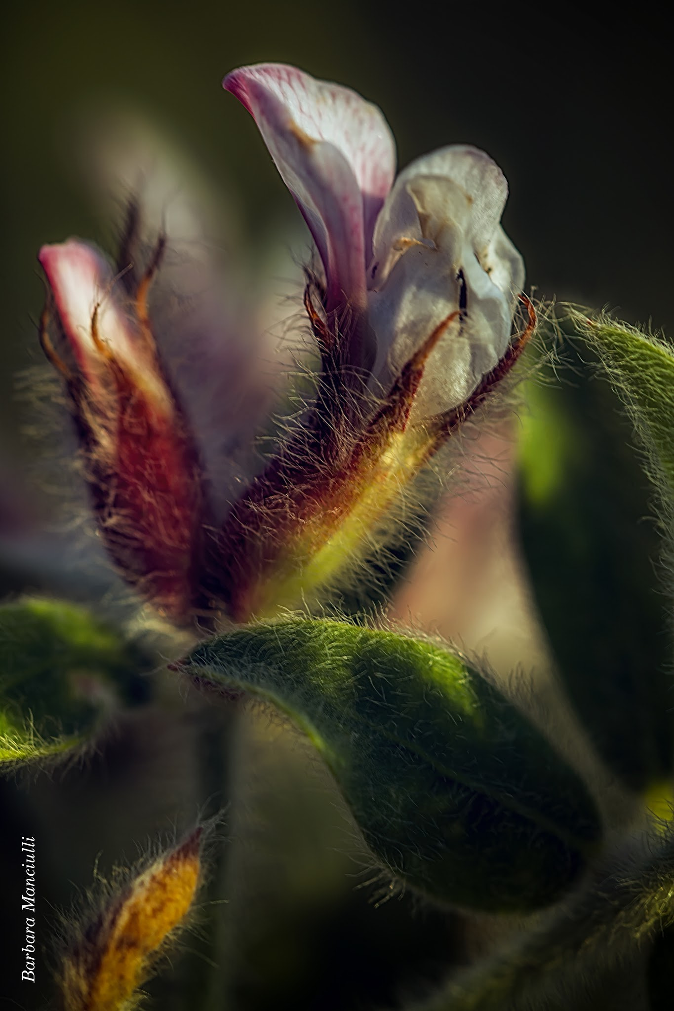 Sigma 150mm F2.8 EX DG OS Macro HSM sample photo. Crisalide floreale  photography