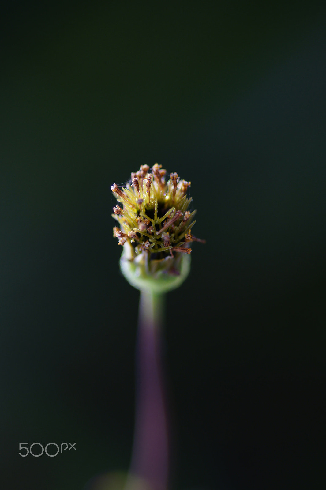 Sony SLT-A58 + Minolta AF 100mm F2.8 Macro [New] sample photo. Flower photography