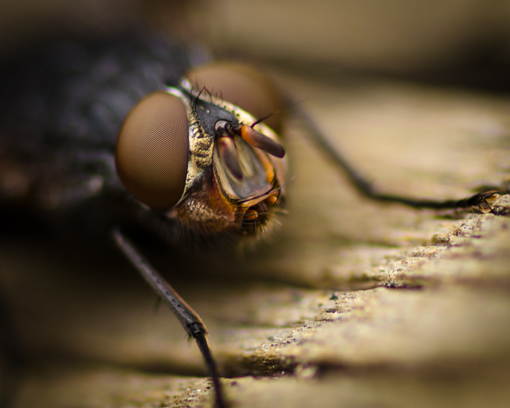 Sigma 105mm F2.8 EX DG OS HSM sample photo. Fly photography