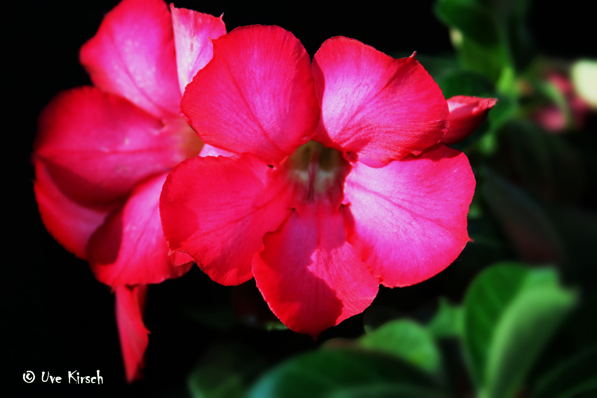 Canon EF-S 18-55mm F3.5-5.6 II sample photo. Desert rose photography