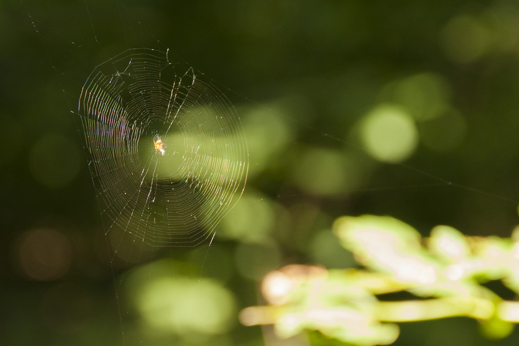 Canon EOS 40D sample photo. A sipder in the web photography